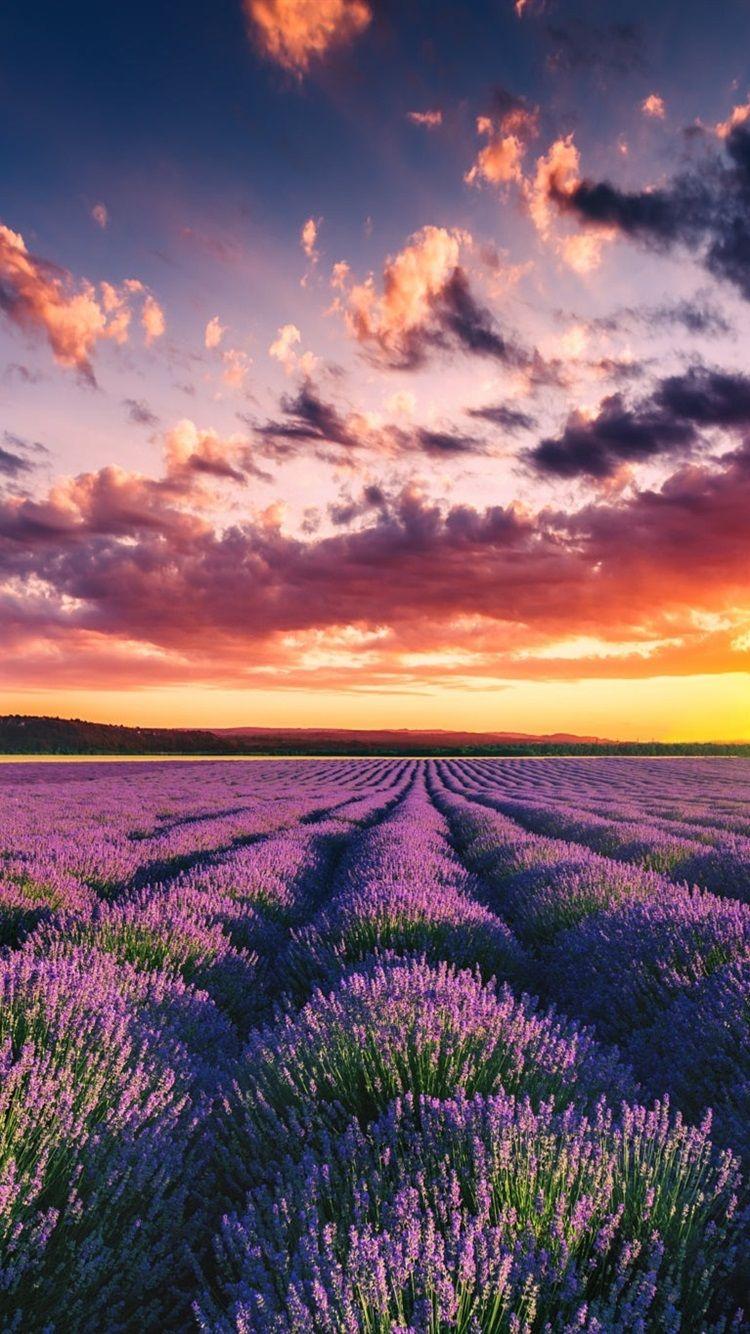750x1334 Beautiful lavender field, flowers, summer, sunset 750x1334 iPhone