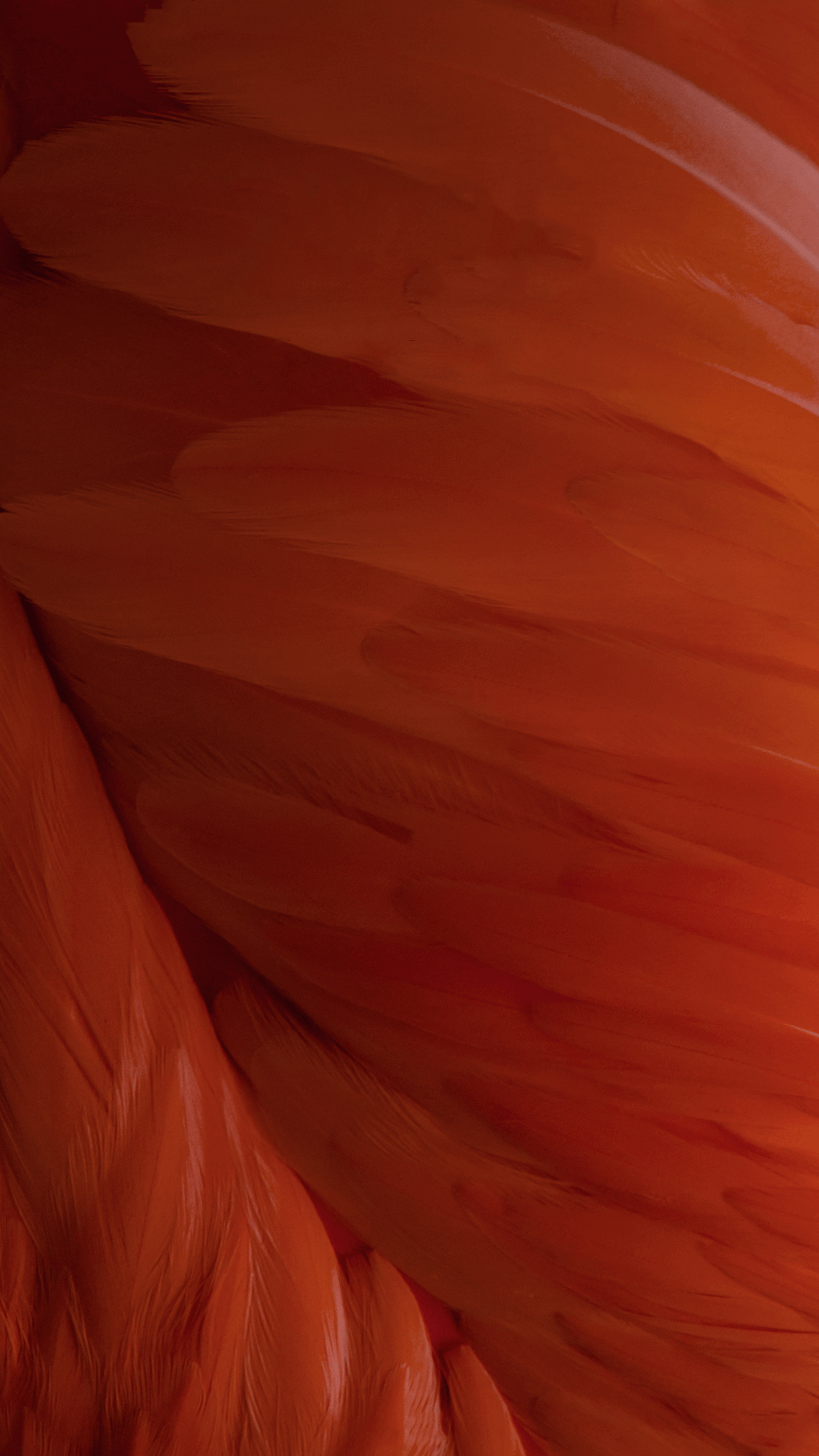 1242x2208 Download iOS 9's stunning new wallpaper here
