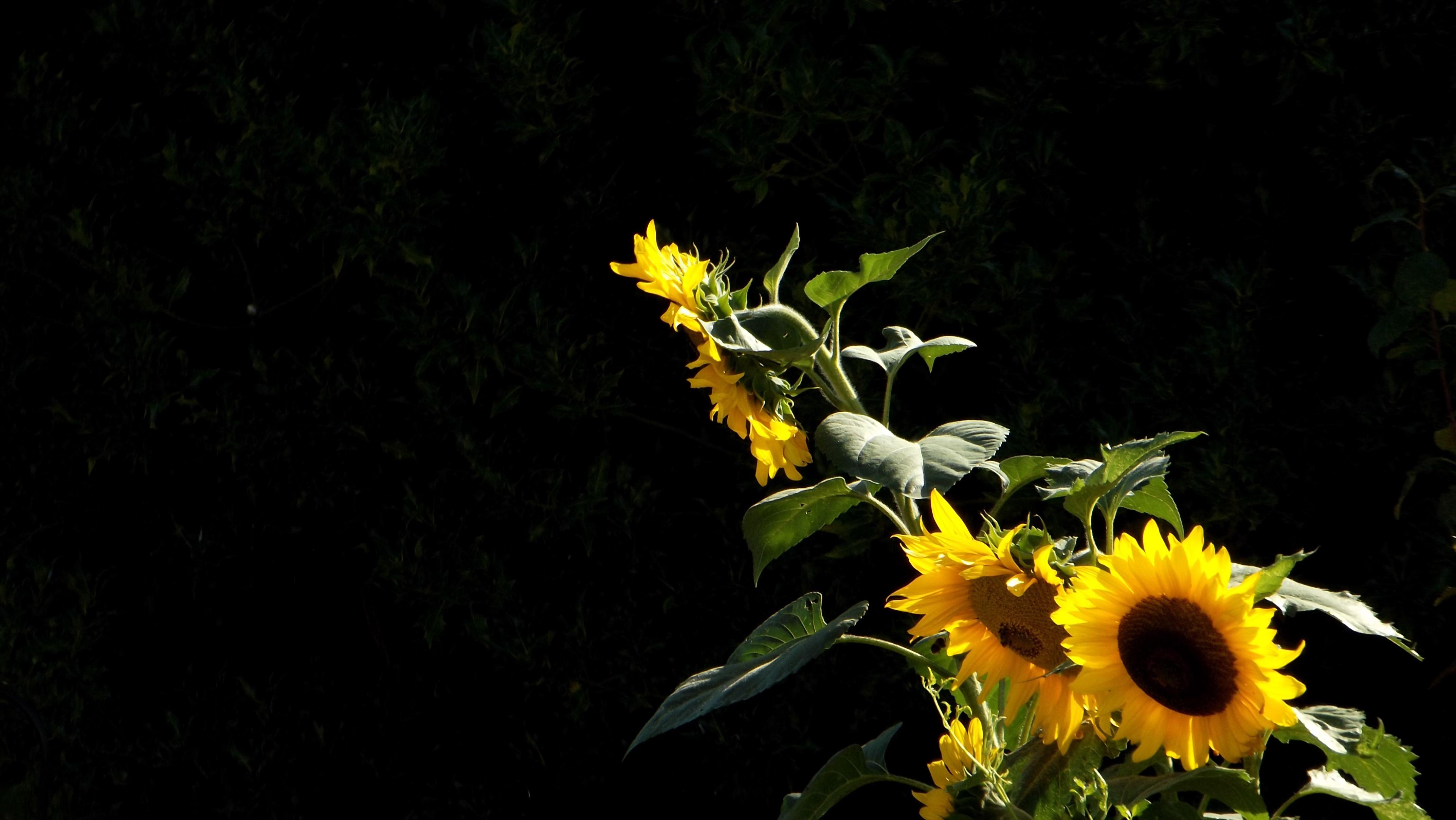 4288x2416 Hd Wallpaper Quality Sunflowers Wallpaper