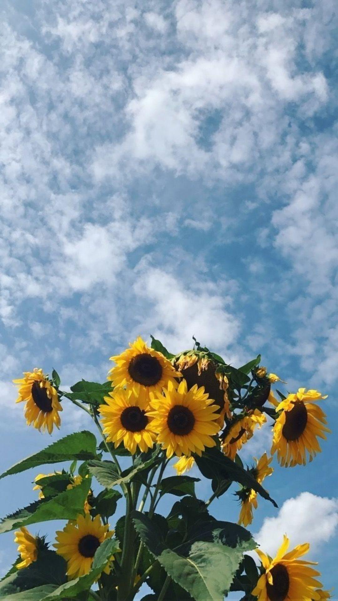 1080x1920 Yellow Aesthetic Sunflowers HD Wallpaper Desktop