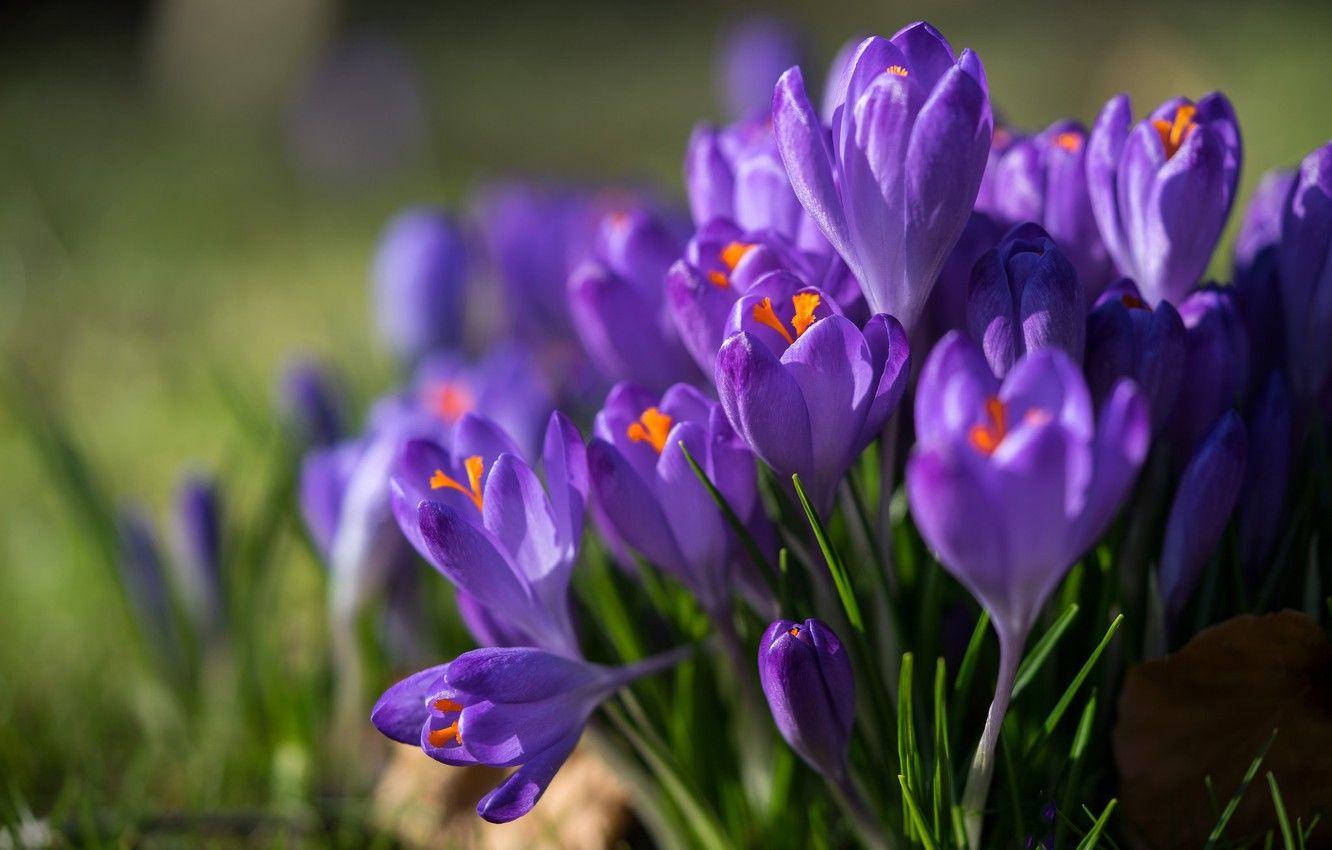 1332x850 Wallpaper macro, spring, crocuses, saffron image for desktop