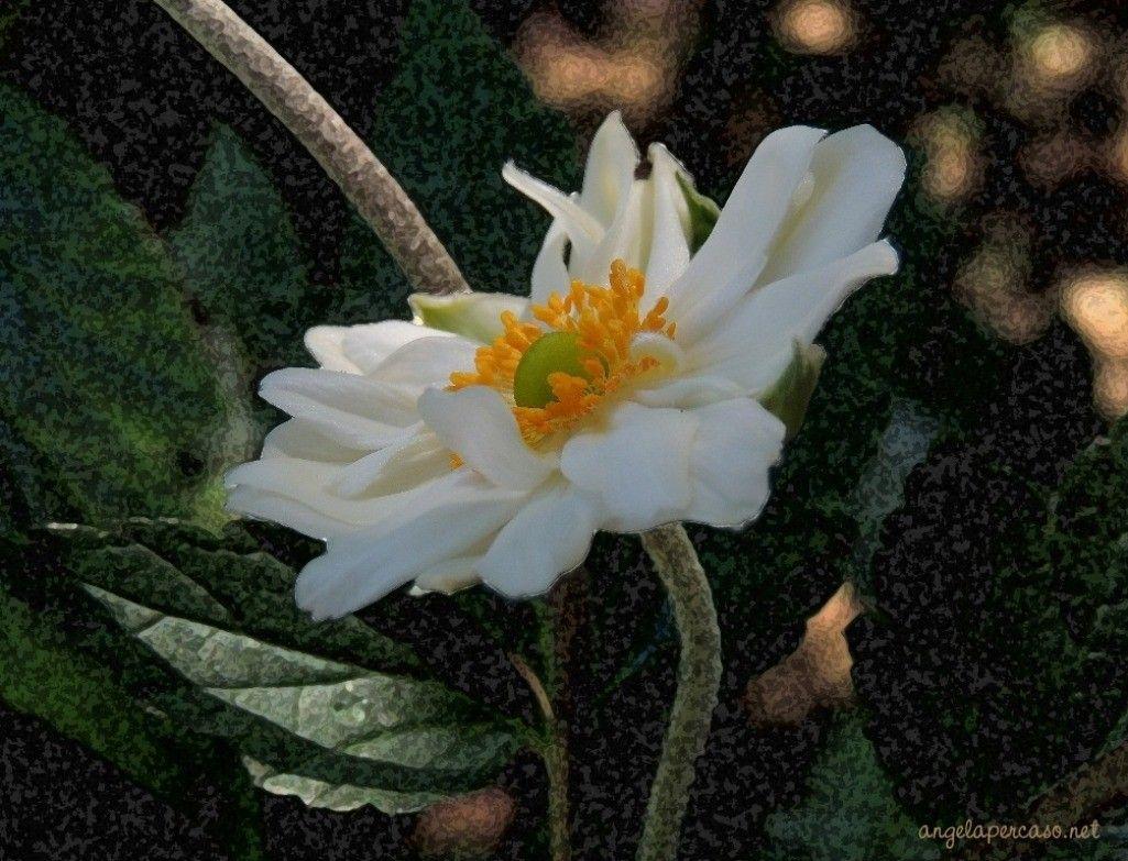1025x783 Flowers: Macro Flowers Yellow Japanese Nature Anemone 4k Wallpaper