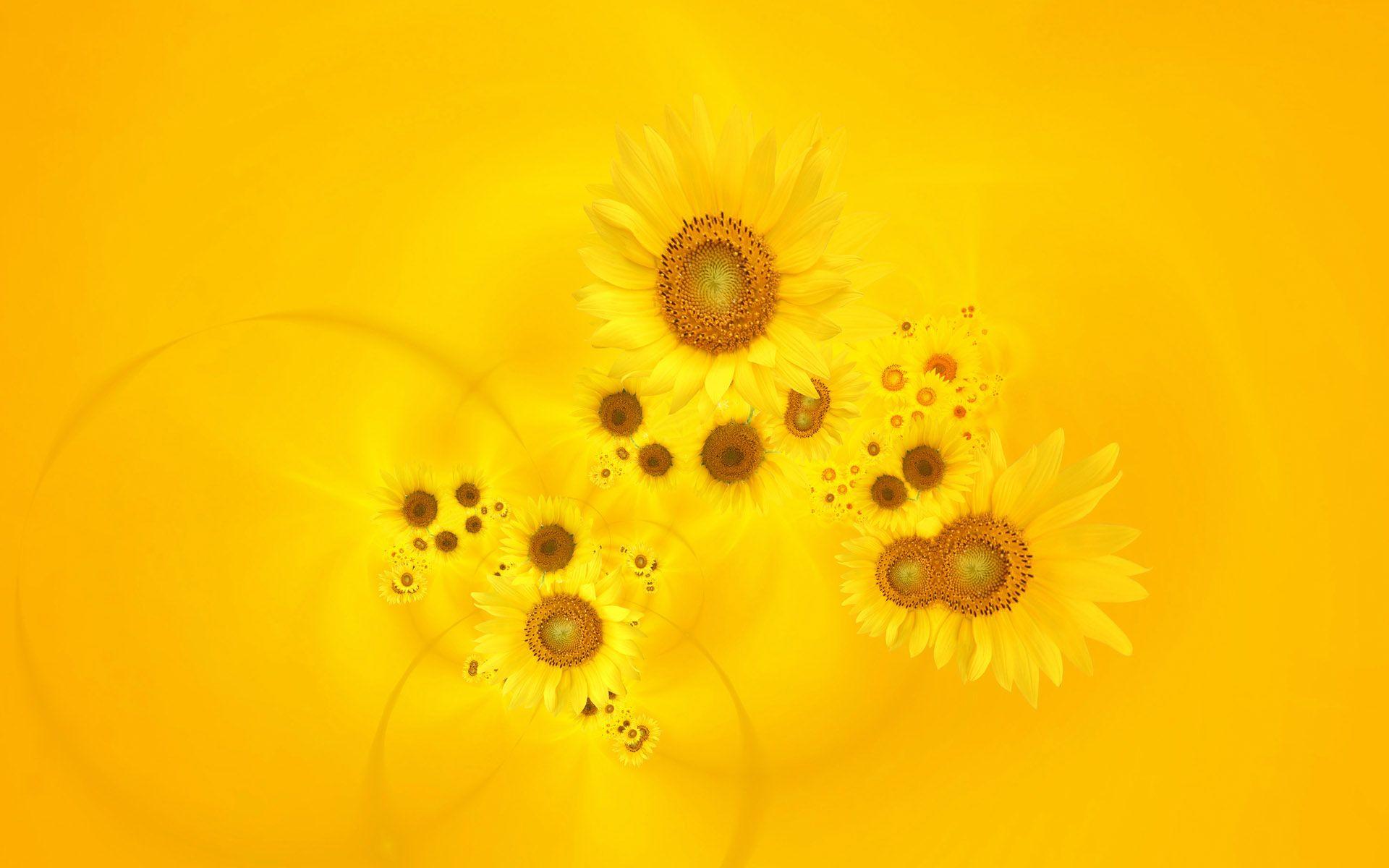 1920x1200 Free download Bright Yellow Sunflowers Wallpaper HD Wallpaper