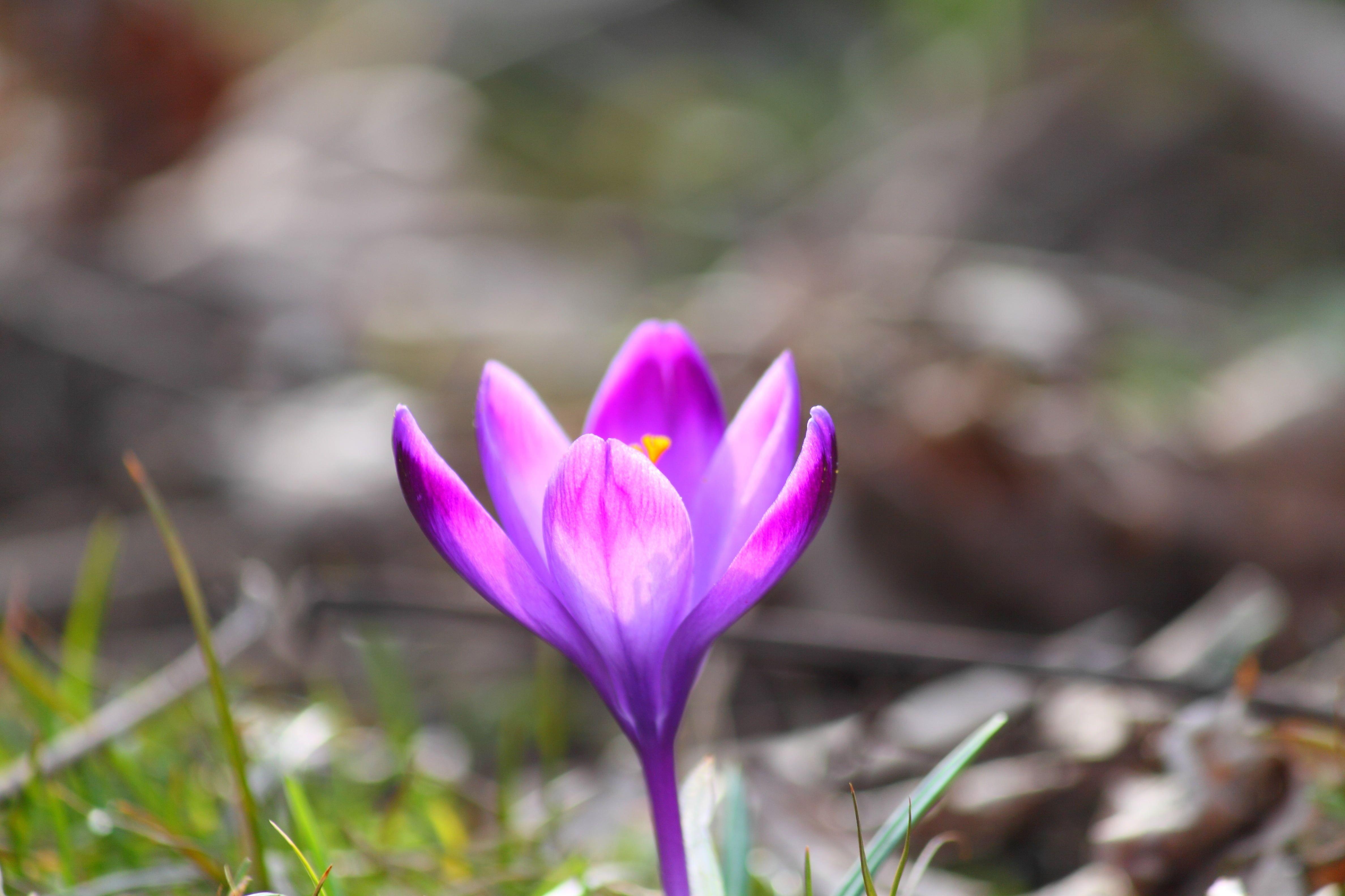 4752x3168 Purple Crocus Flower In Bloom Close Up Photo HD Wallpaper