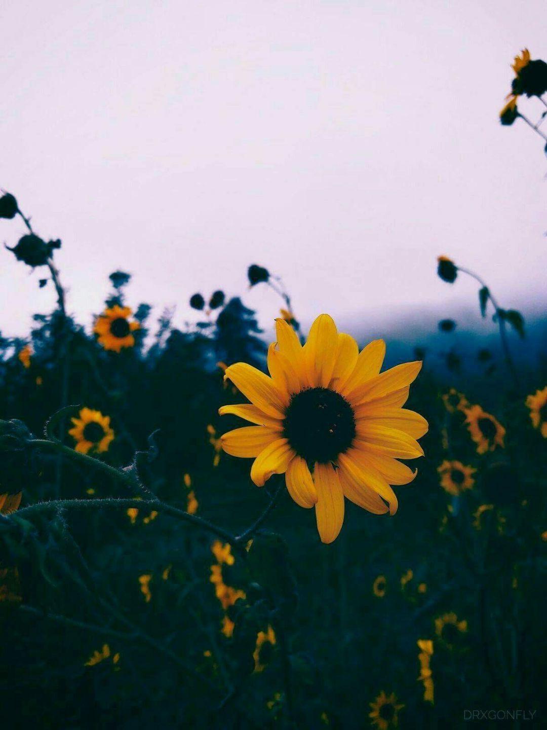 1080x1440 Yellow Aesthetic Sunflowers, iPhone, Desktop HD