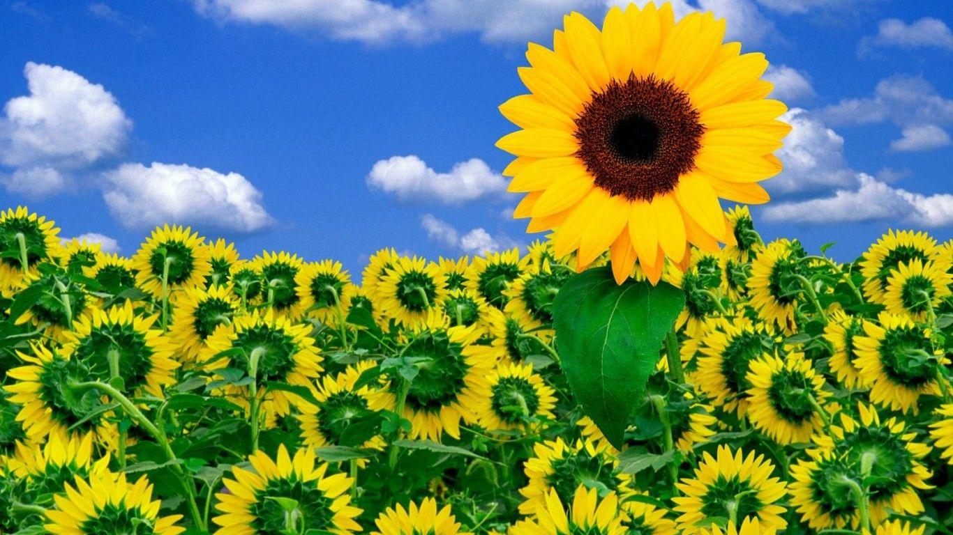 1366x768 Abstract Flowers Pixels Tagged Blue Brighten Color 302546