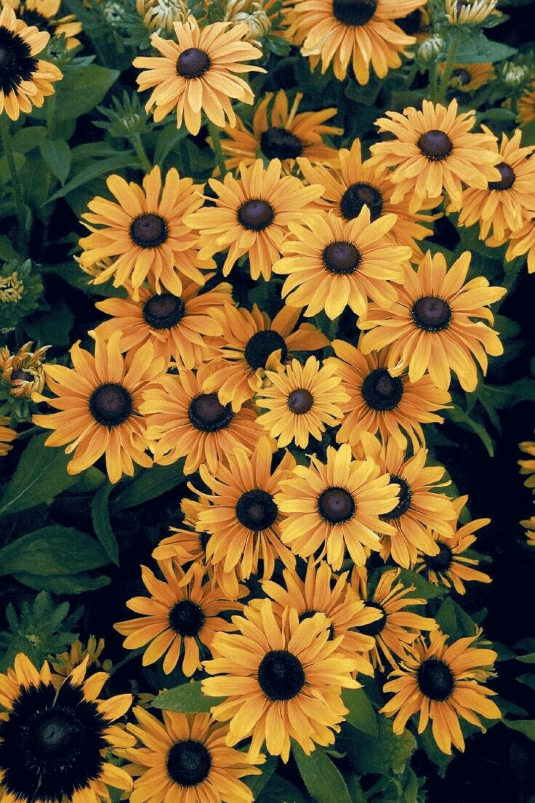 1080x1620 Yellow Aesthetic Sunflowers, iPhone, Desktop HD