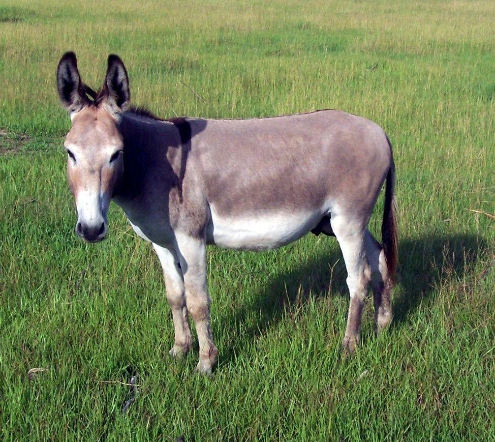 974x869 Donkey Wallpaper for Computer on .