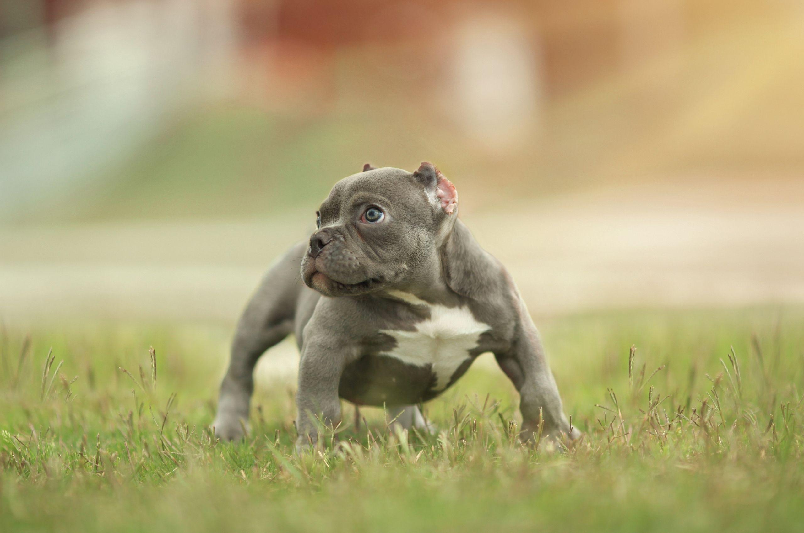 2560x1700 Free download Download wallpaper American Bully 4k puppy pets