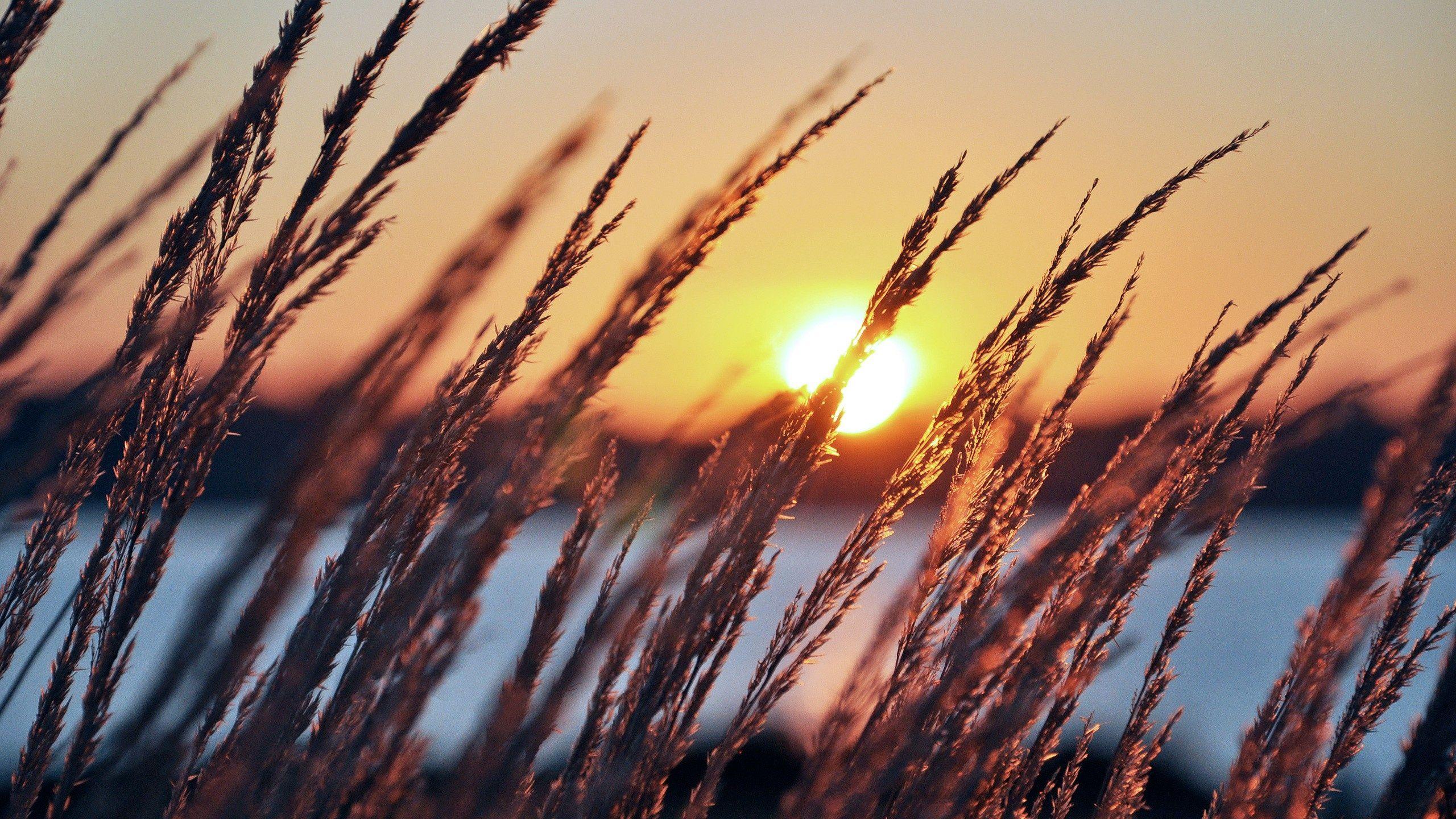 2560x1440 Summer Sunset by the Lake desktop PC and Mac wallpaper