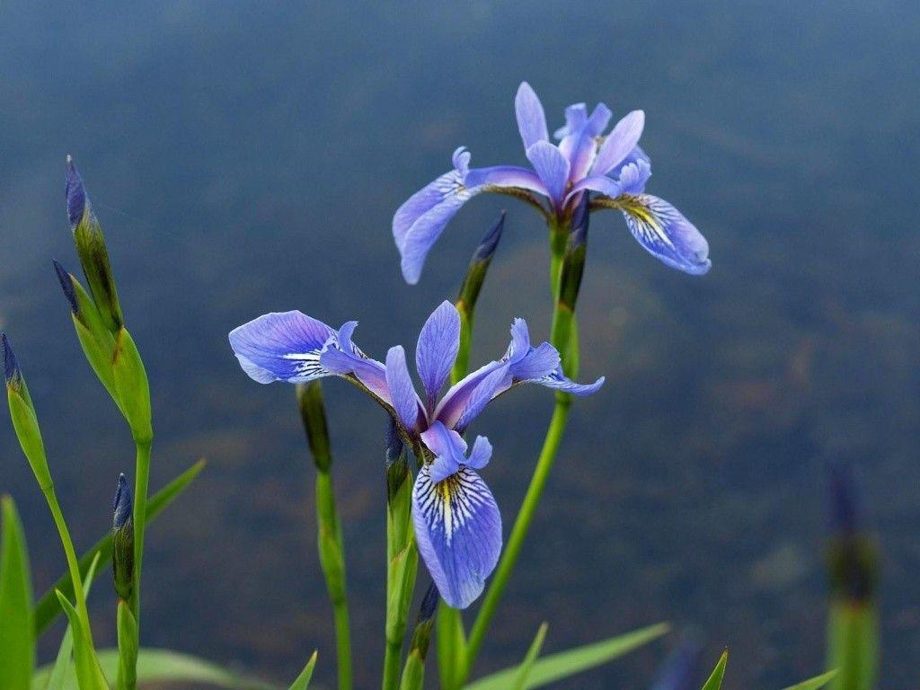 1024x768 Flower: Flowers Iris Plants Blue Gardens Irises Dutch Wallpaper