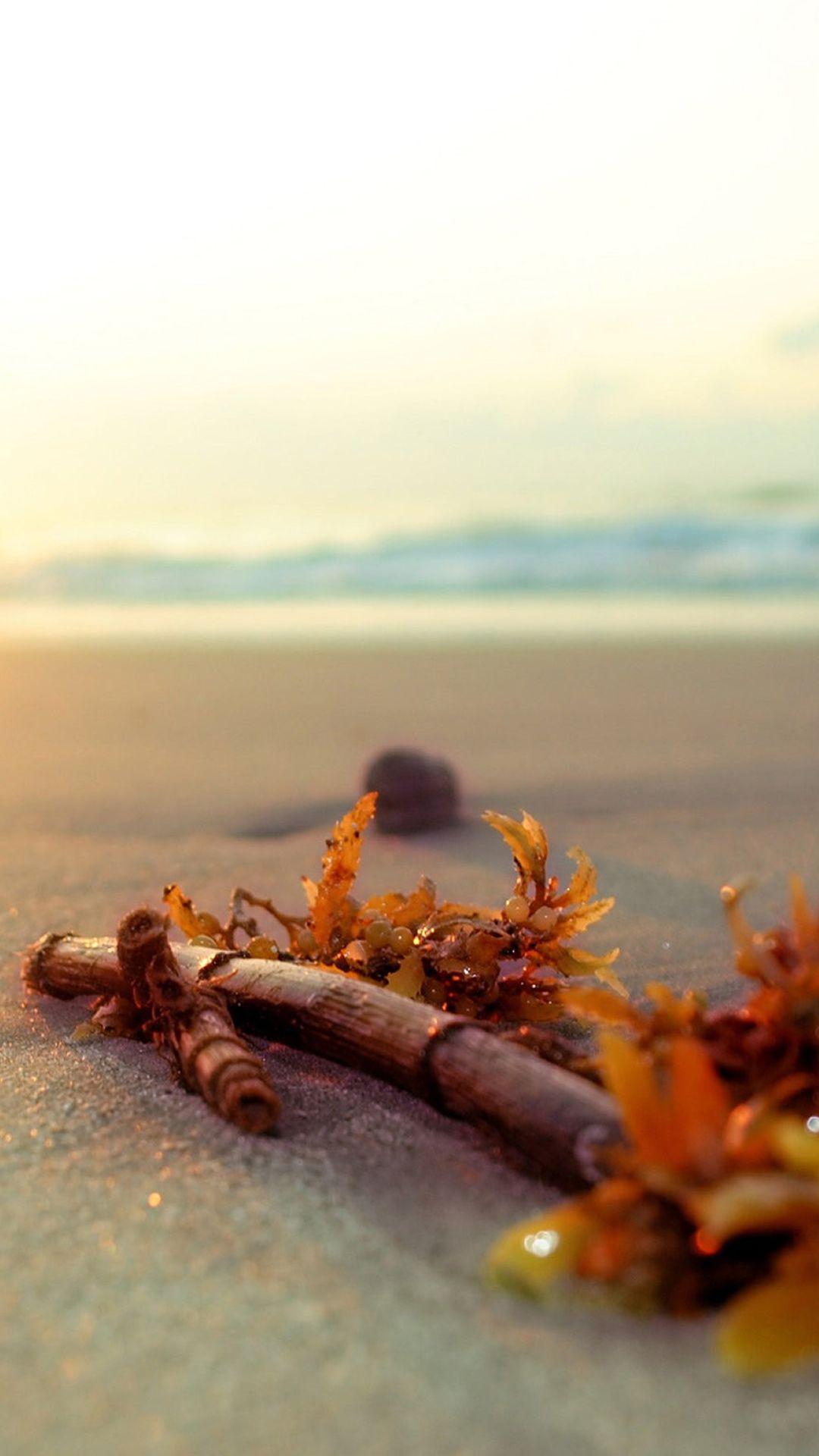 1080x1920 Summer Bright Sunshine Beach Kelp iPhone 8 Wallpaper Free Download