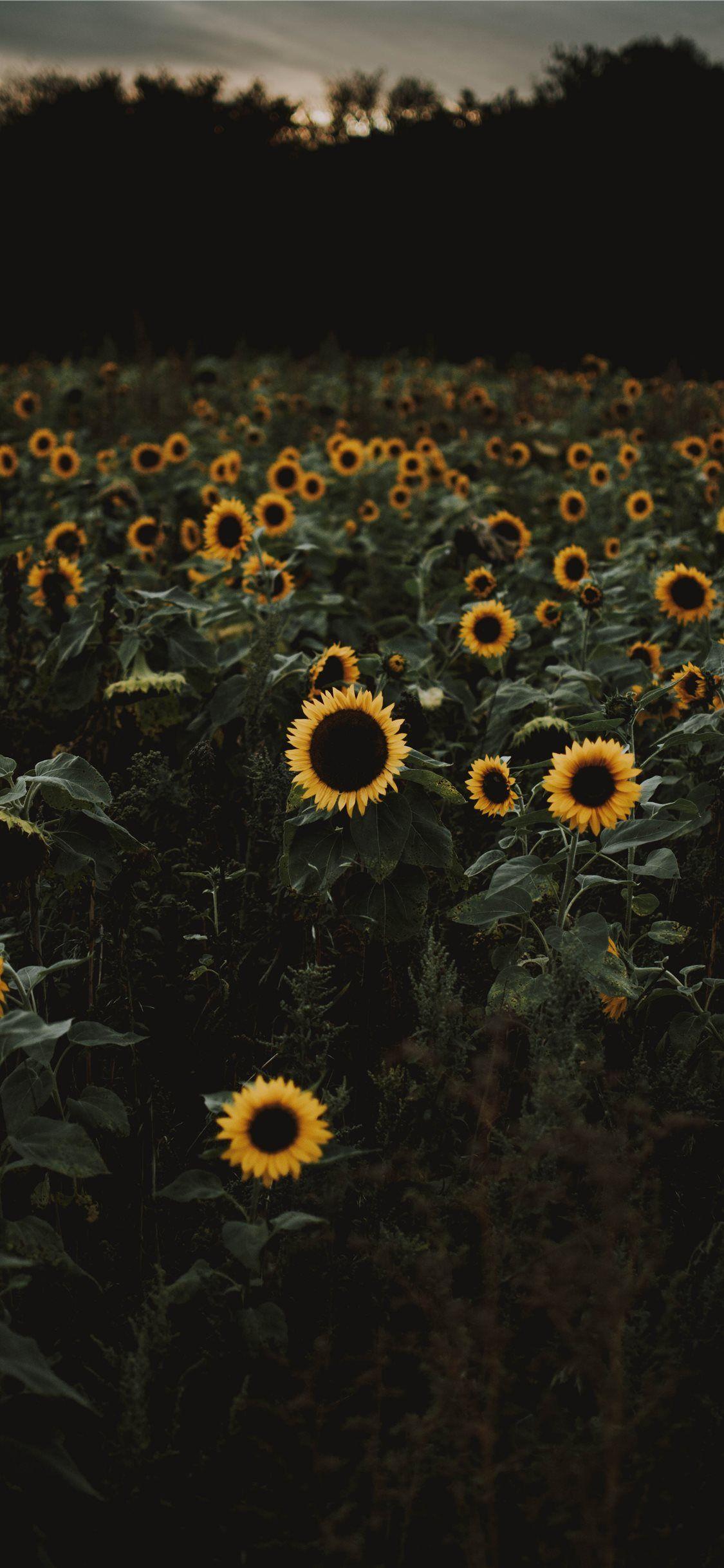 1125x2436 Best Sunflower iPhone 11 HD Wallpaper