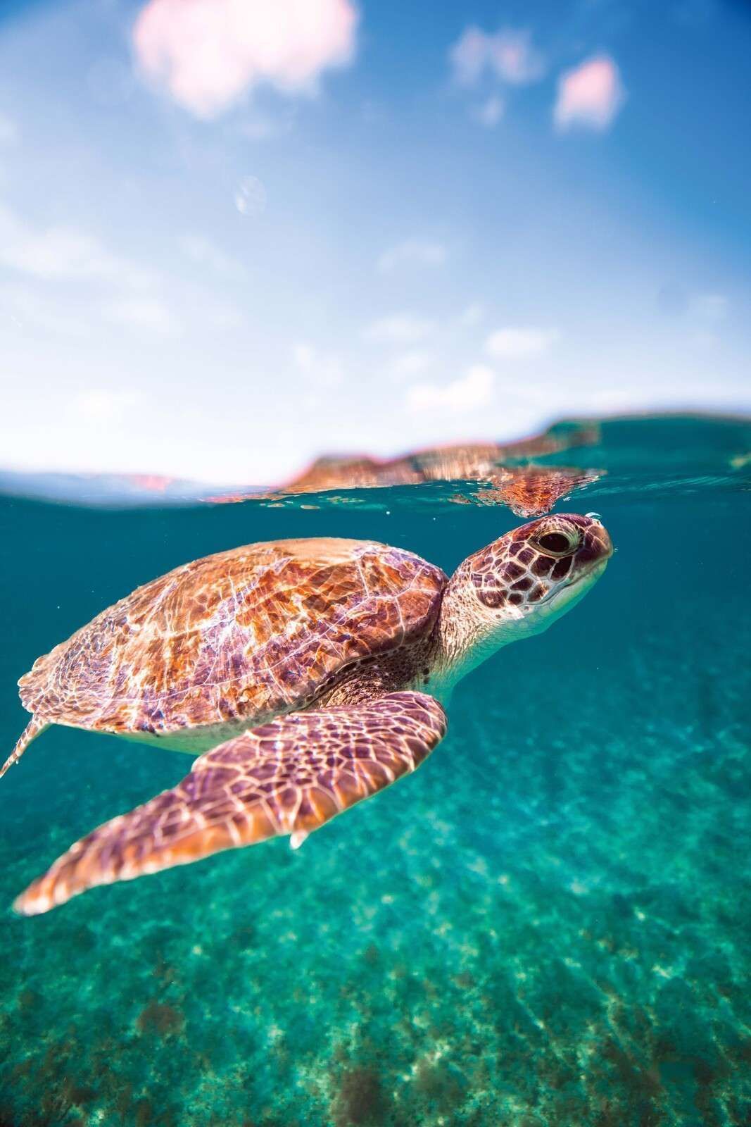 1067x1600 Wallpaper Mural turtle in turquoise lagoon
