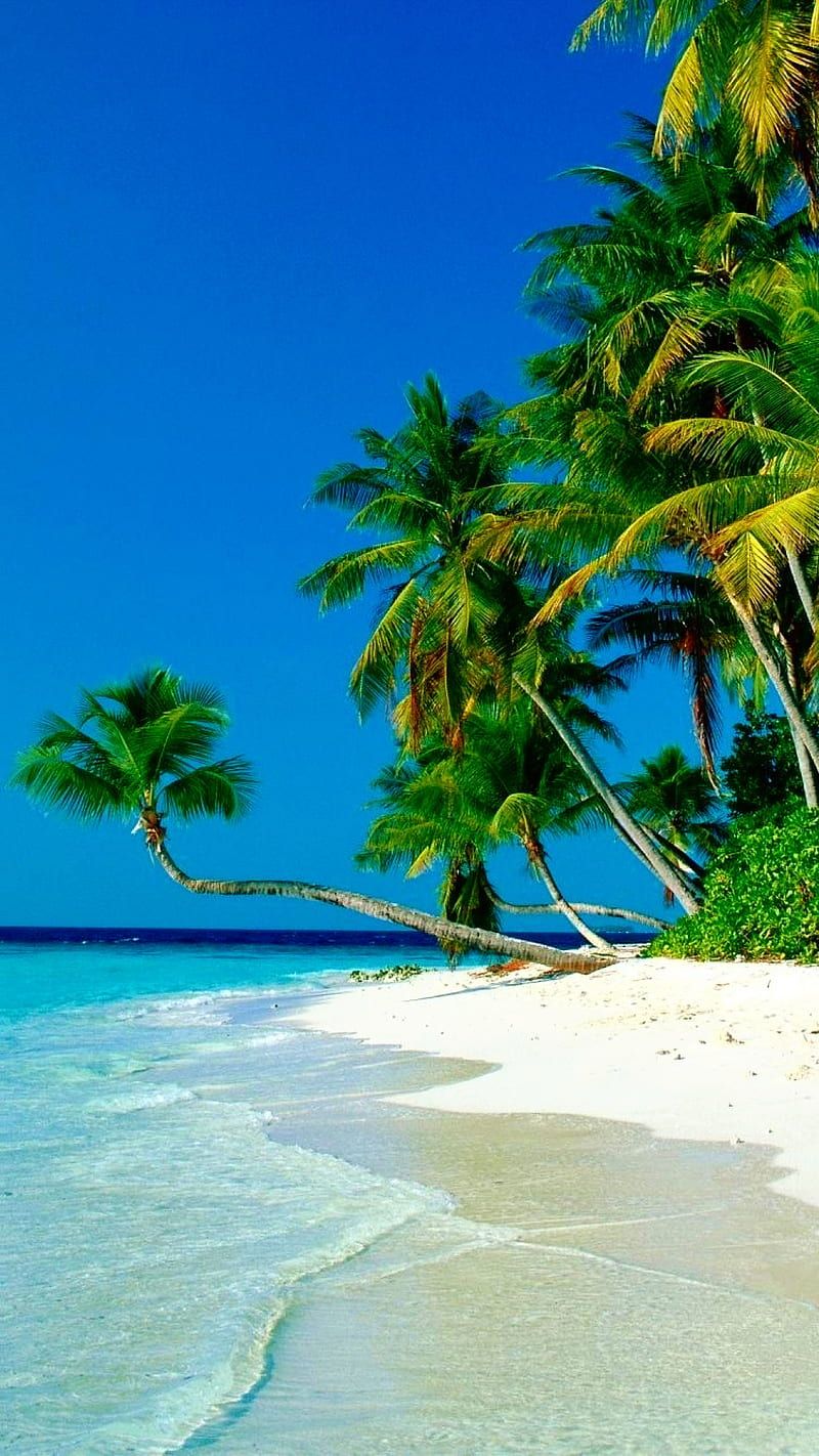 800x1422 HD turquoise beach island wallpaper