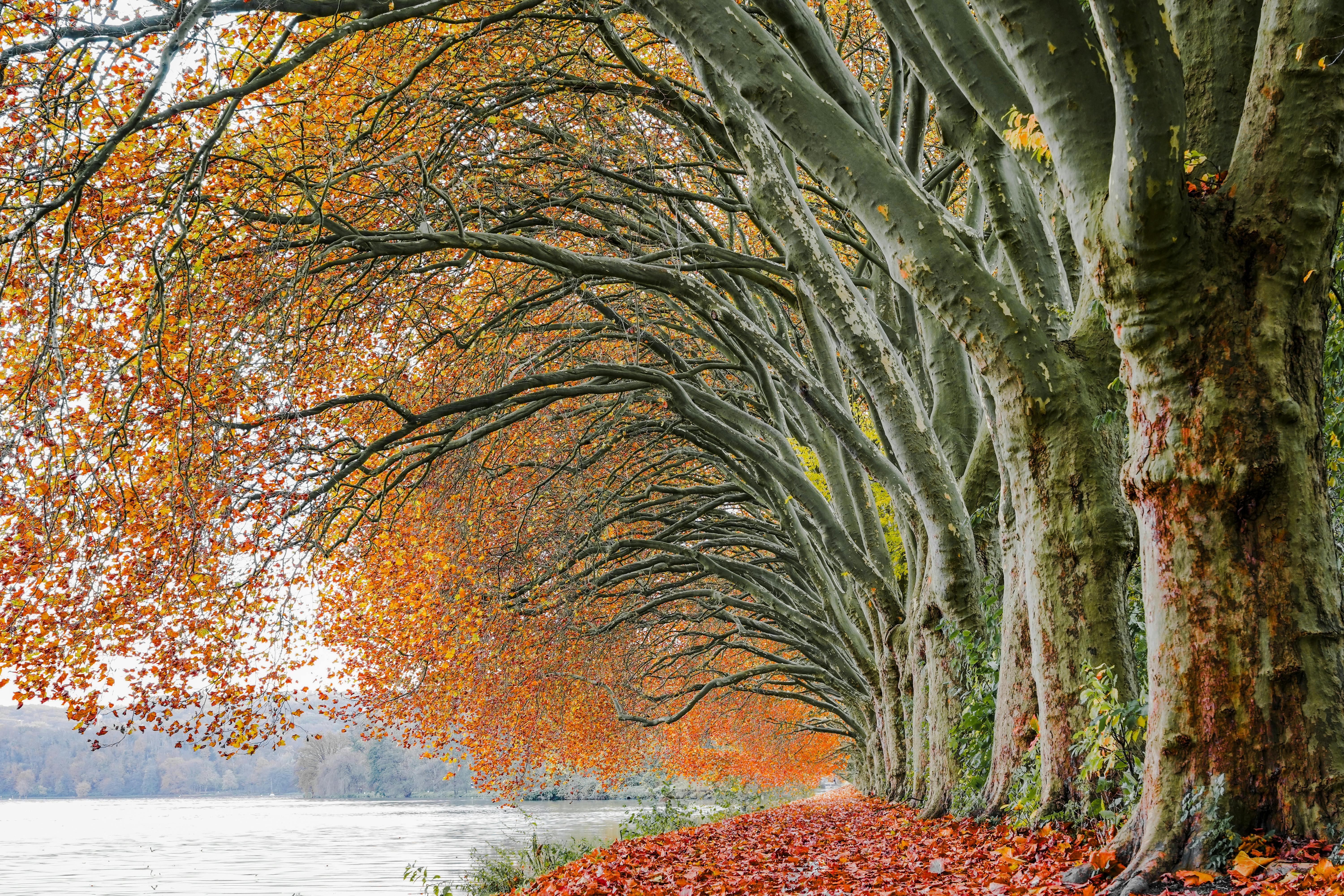 Tree Rows Hd Row of Trees Wallpapers - Top Free Row of Trees Backgrounds ...