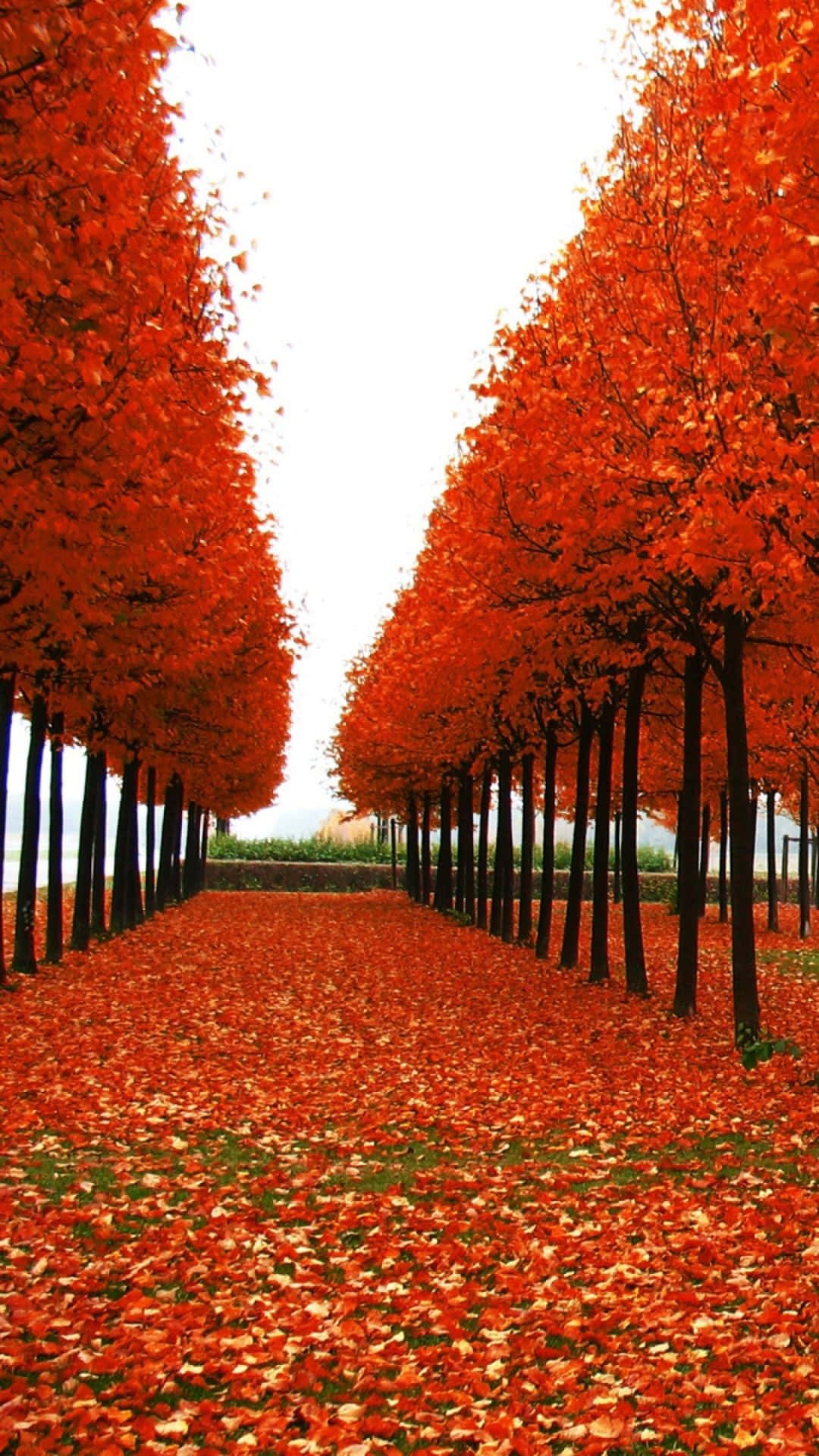 Tree Rows Hd Row of Trees Wallpapers - Top Free Row of Trees Backgrounds ...