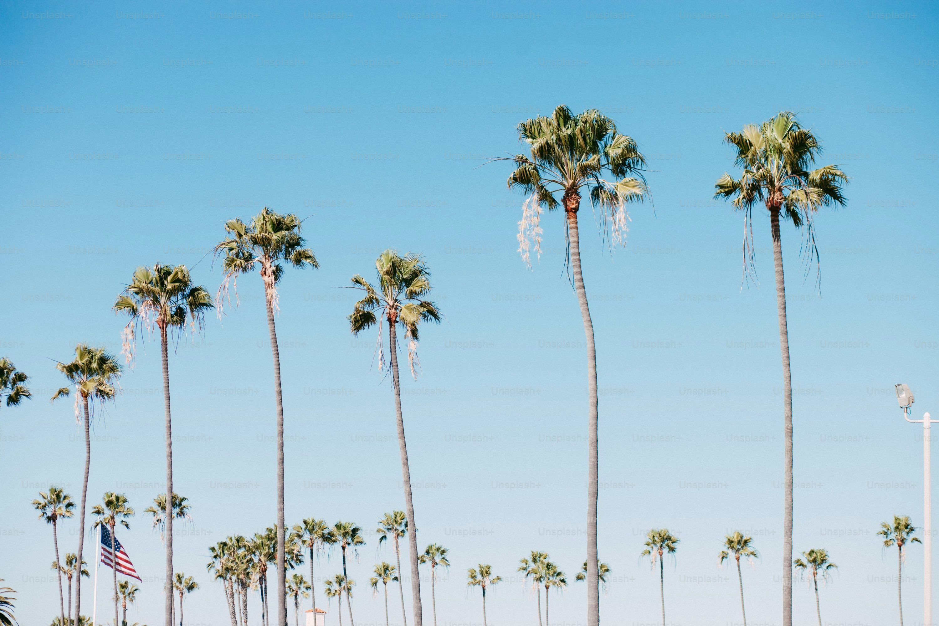 Tree Rows Hd Row of Trees Wallpapers - Top Free Row of Trees Backgrounds ...