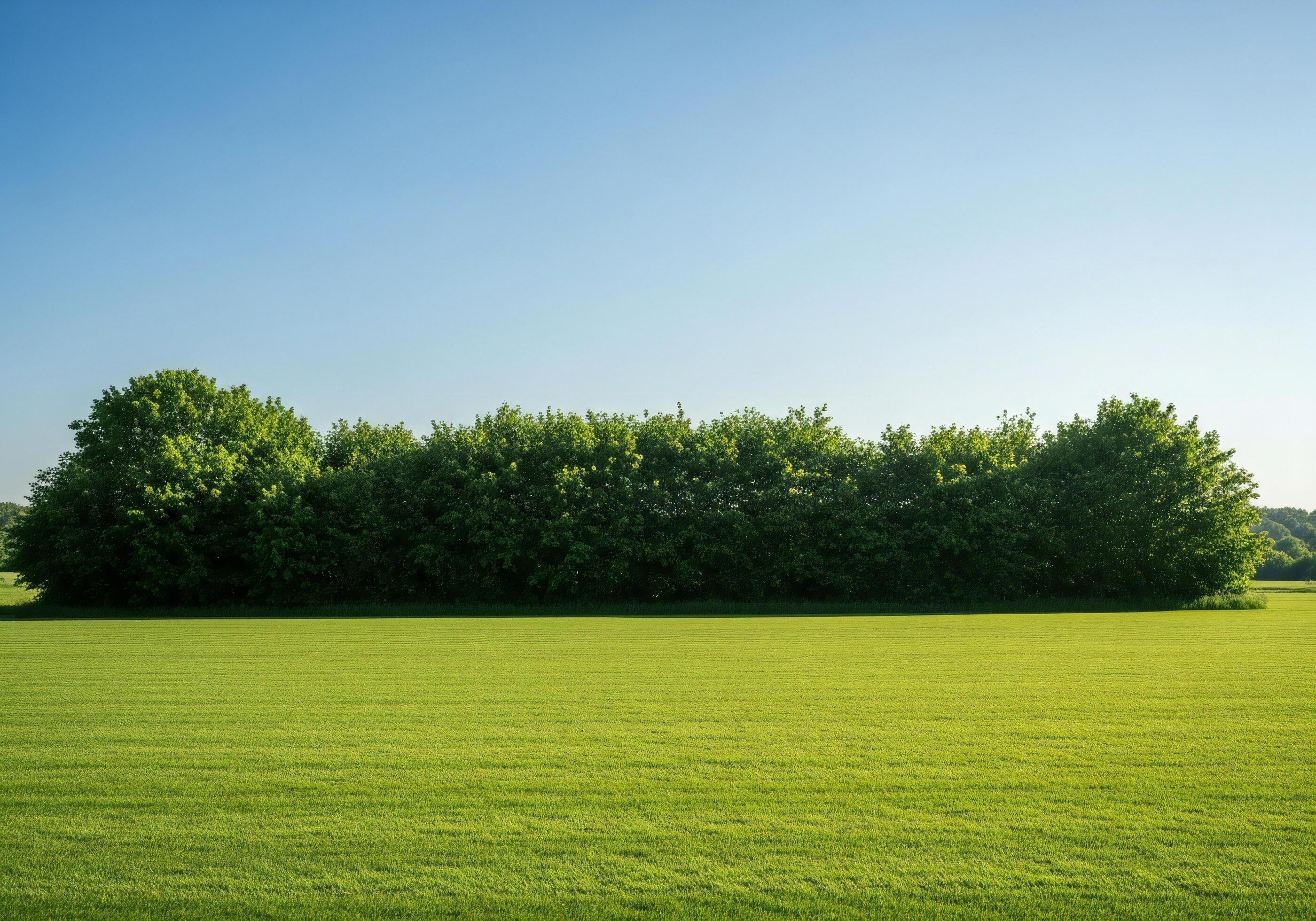 Tree Rows Hd Row of Trees Wallpapers - Top Free Row of Trees Backgrounds ...