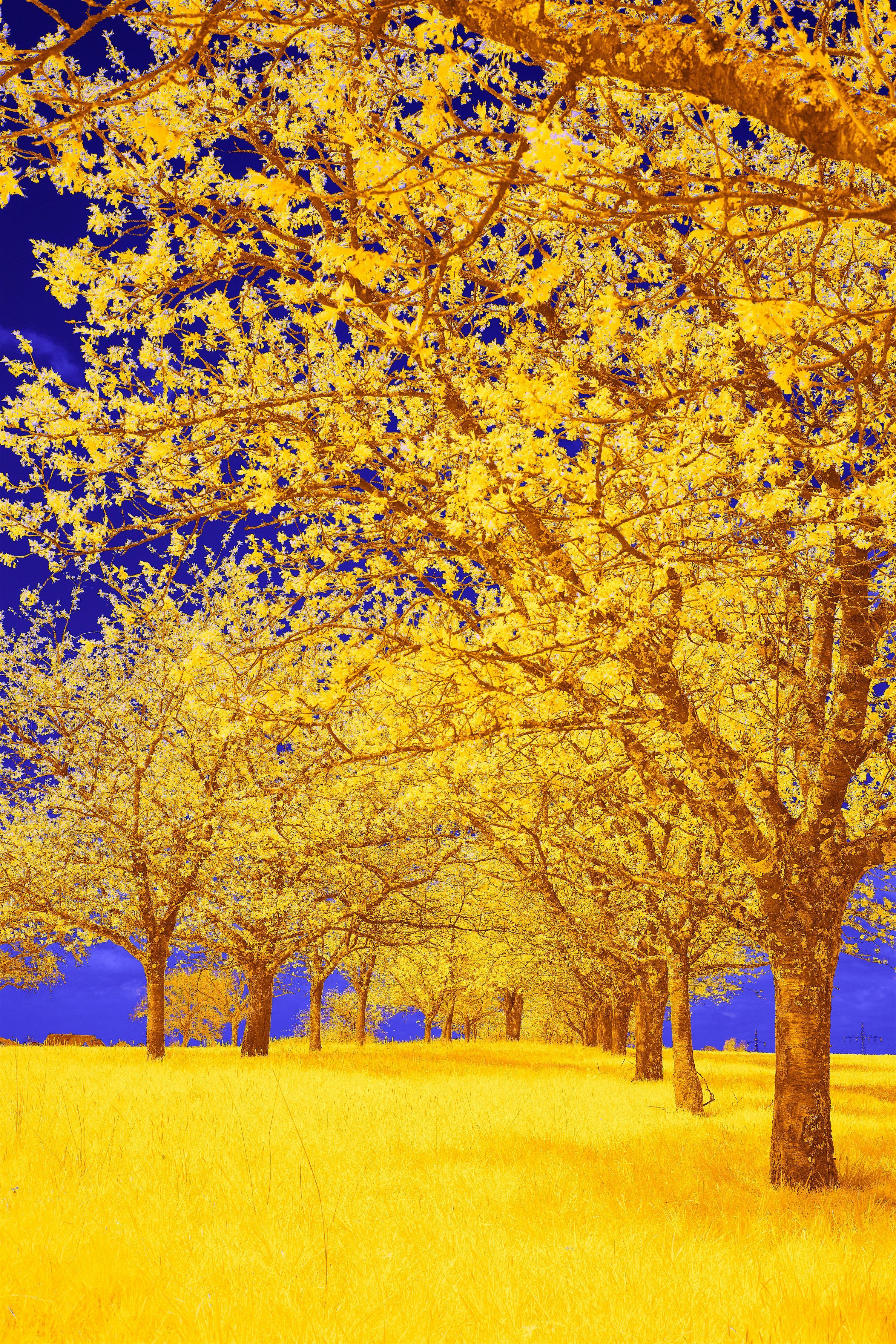 Tree Rows Hd Row of Trees Wallpapers - Top Free Row of Trees Backgrounds ...