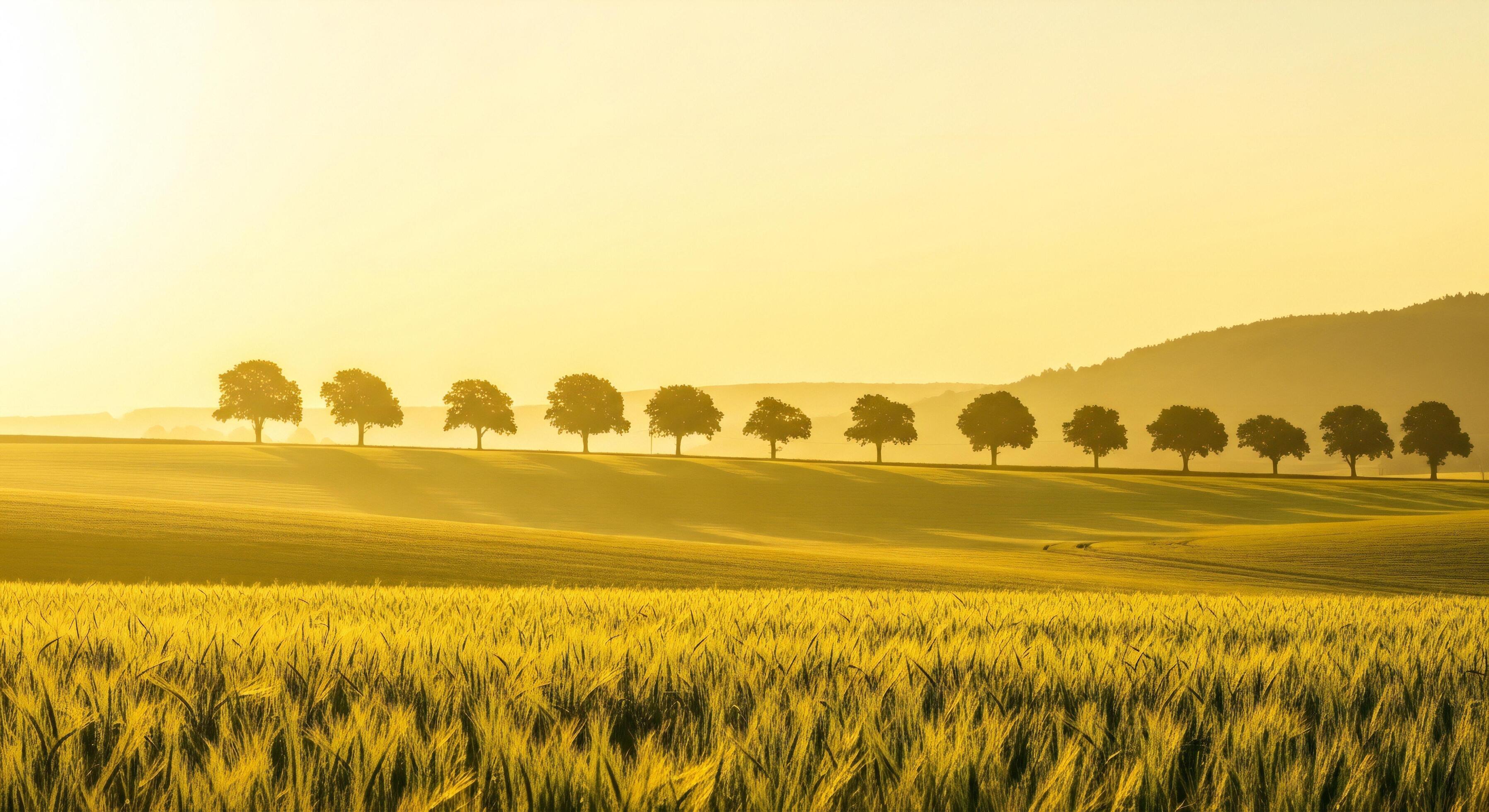 Tree Rows Hd Row of Trees Wallpapers - Top Free Row of Trees Backgrounds ...