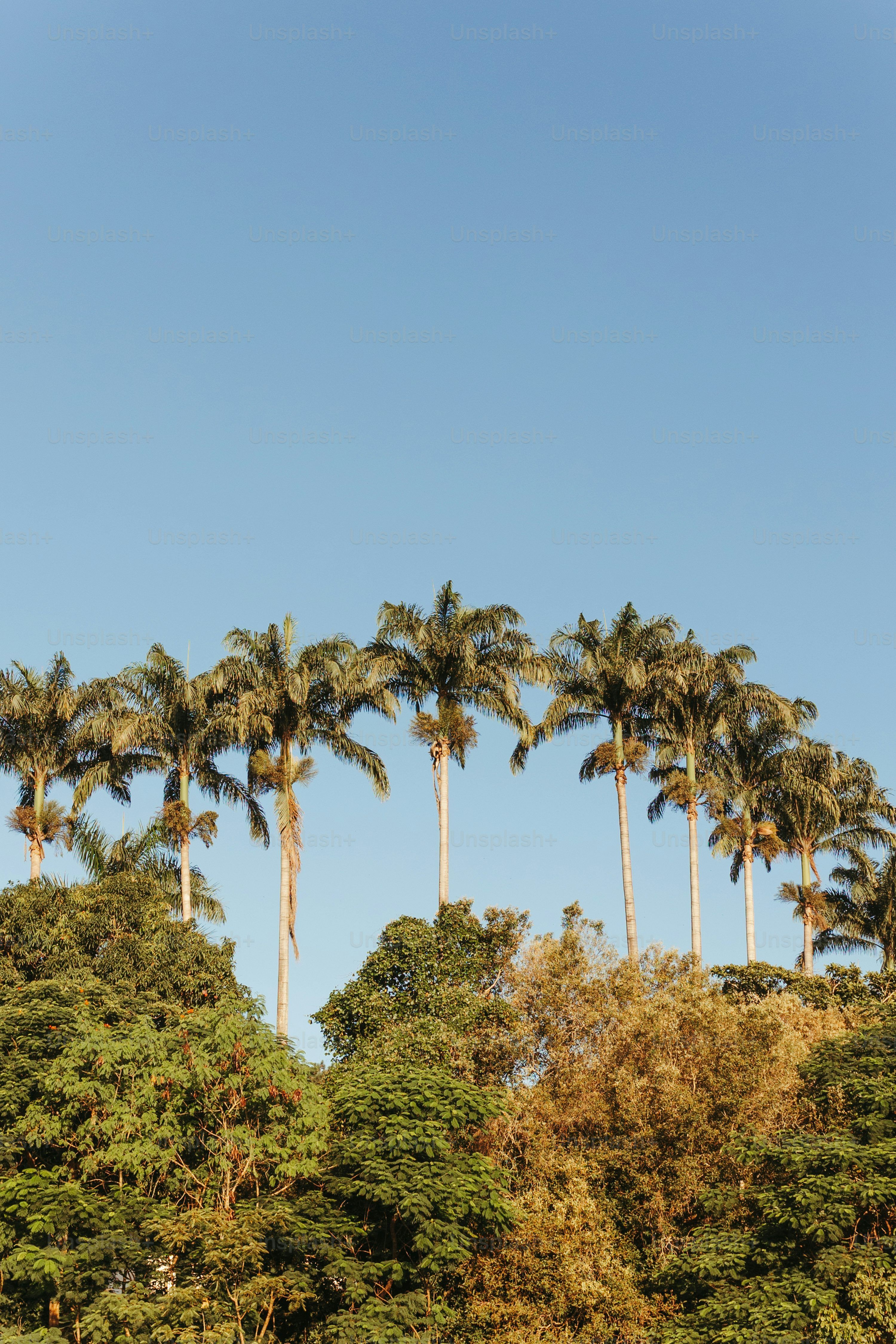 Tree Rows Hd Row of Trees Wallpapers - Top Free Row of Trees Backgrounds ...