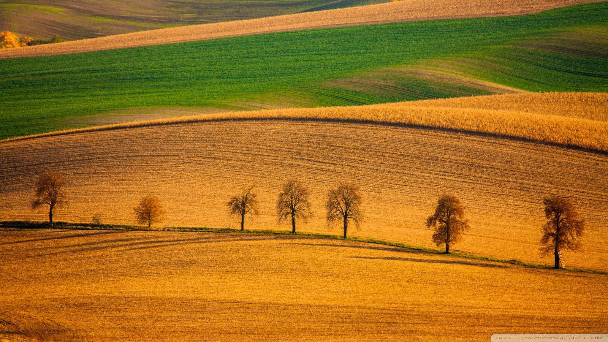Tree Rows Hd Row of Trees Wallpapers - Top Free Row of Trees Backgrounds ...
