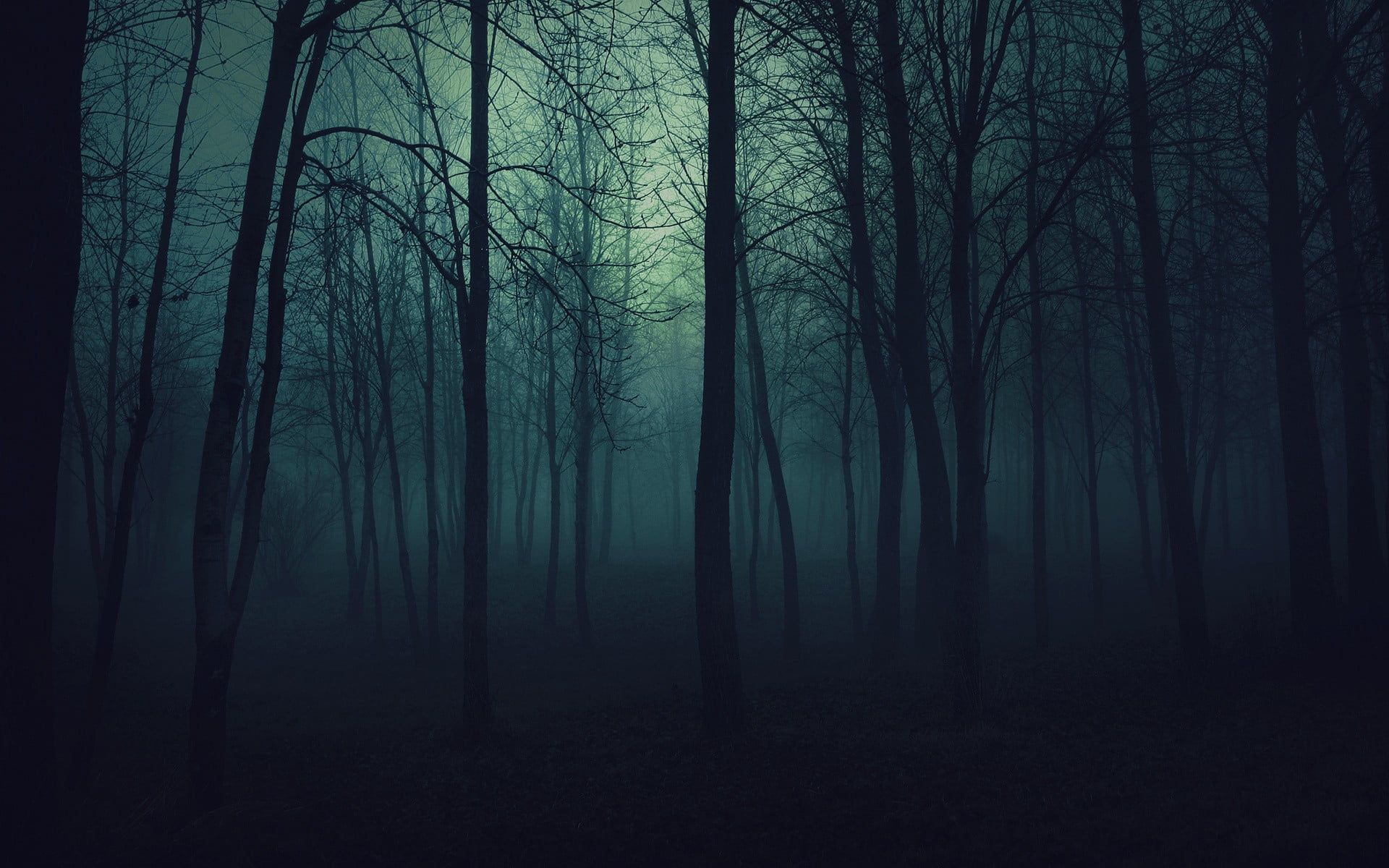 1920x1200 Row of trees, forest, spooky, dark, landscape HD wallpaper