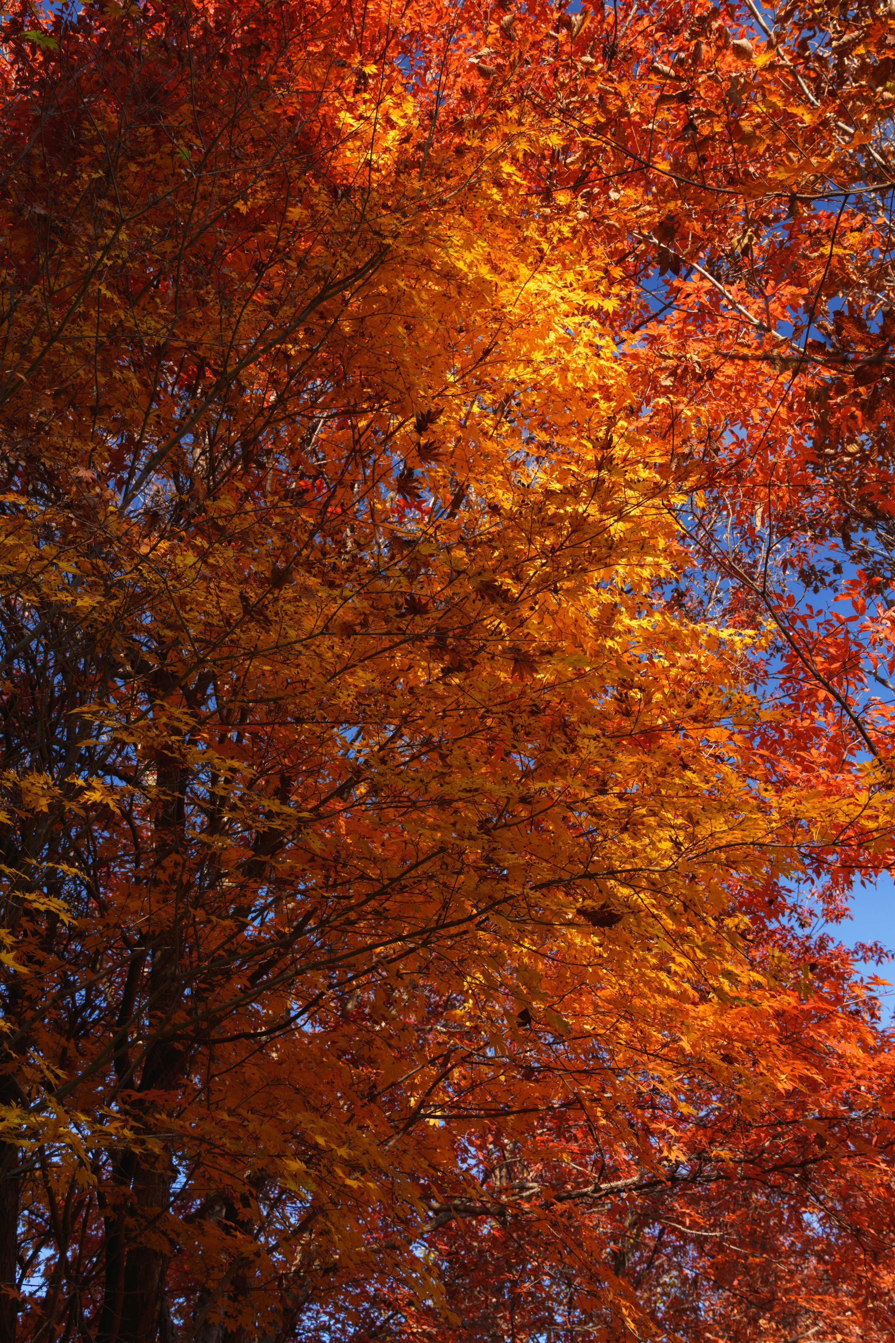 Tree Rows Hd Row of Trees Wallpapers - Top Free Row of Trees Backgrounds ...