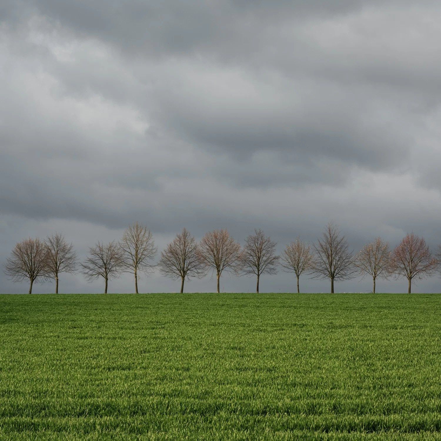 Tree Rows Hd Row of Trees Wallpapers - Top Free Row of Trees Backgrounds ...
