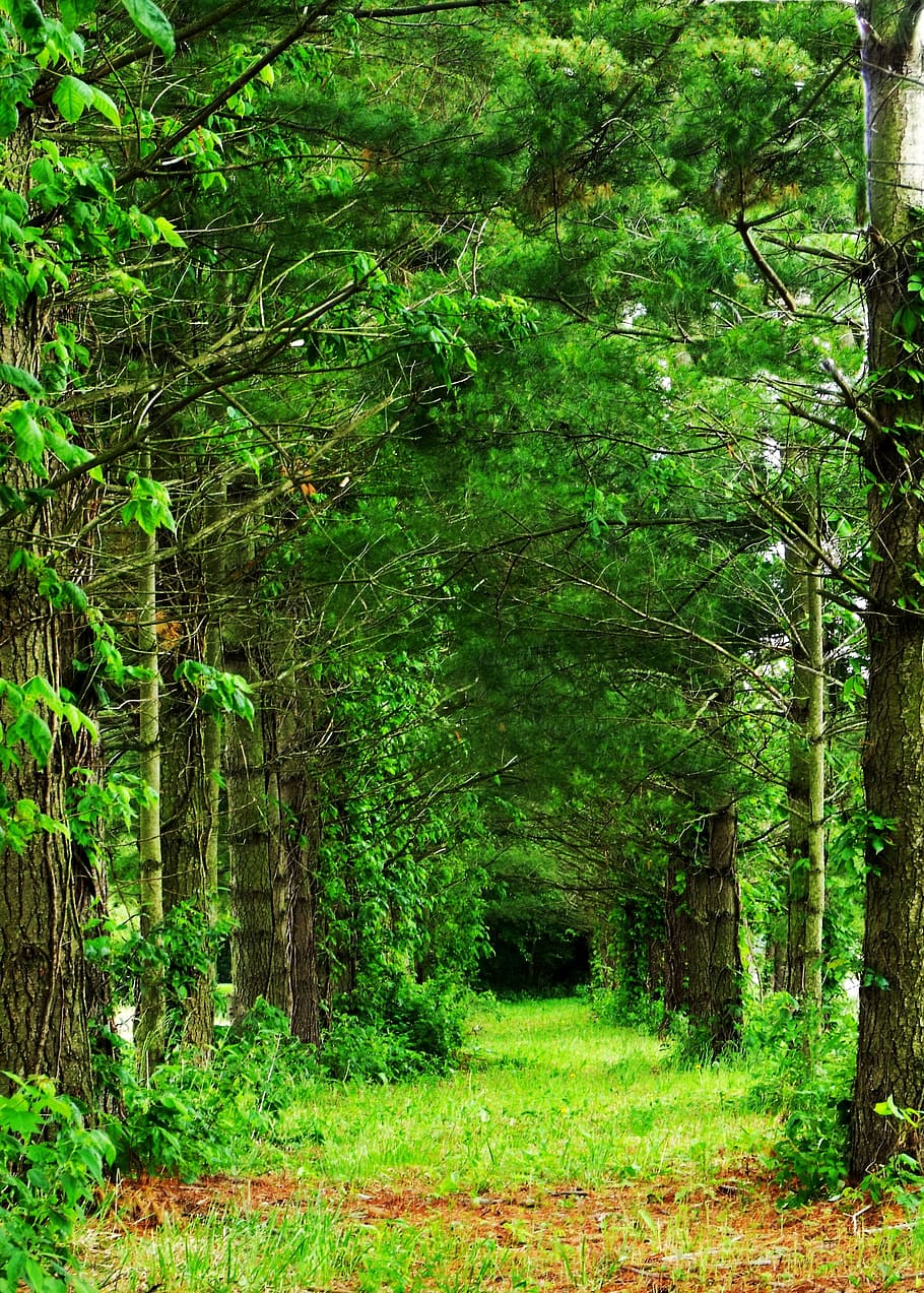 Tree Rows Hd Row of Trees Wallpapers - Top Free Row of Trees Backgrounds ...