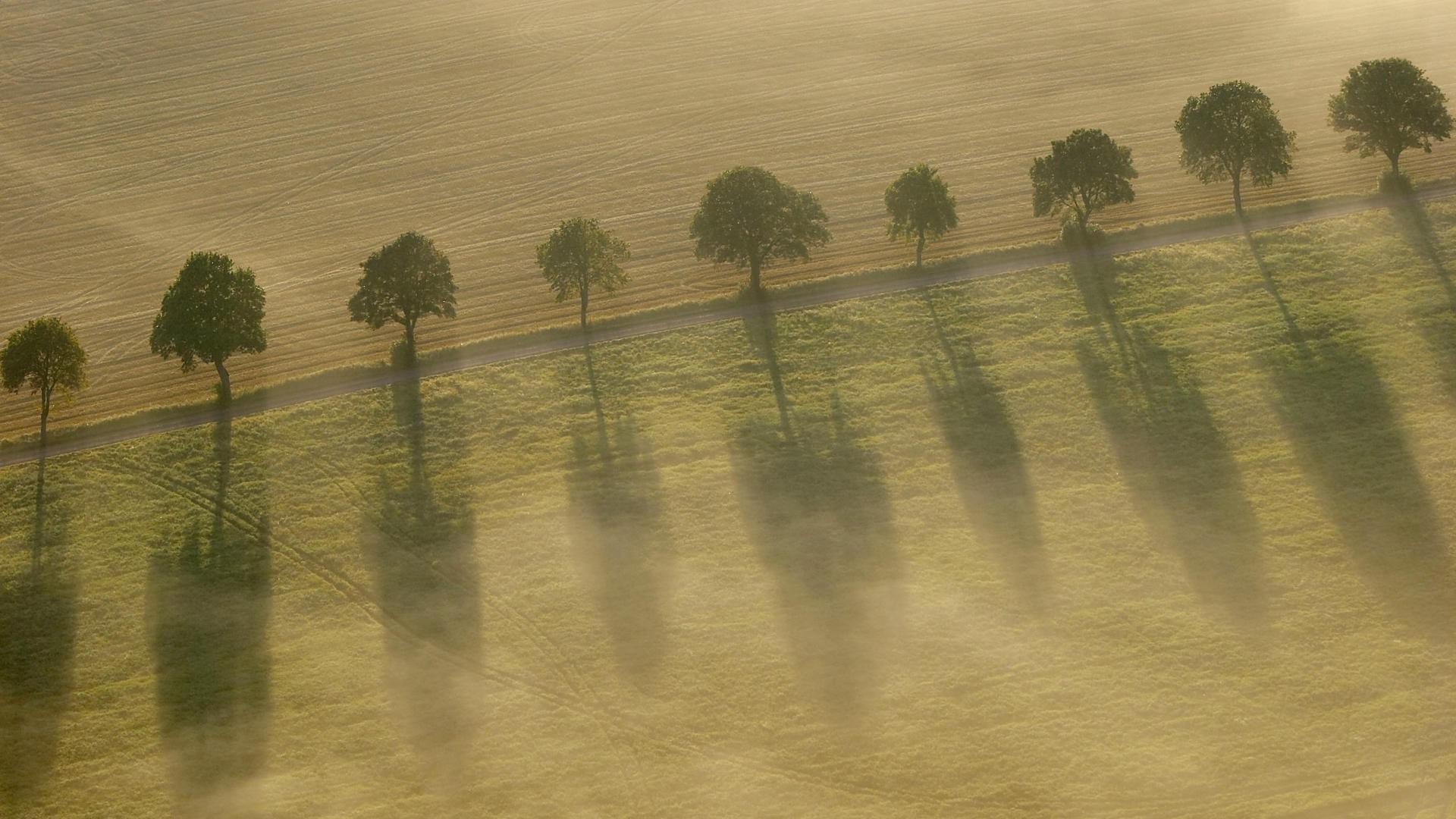 Tree Rows Hd Row of Trees Wallpapers - Top Free Row of Trees Backgrounds ...