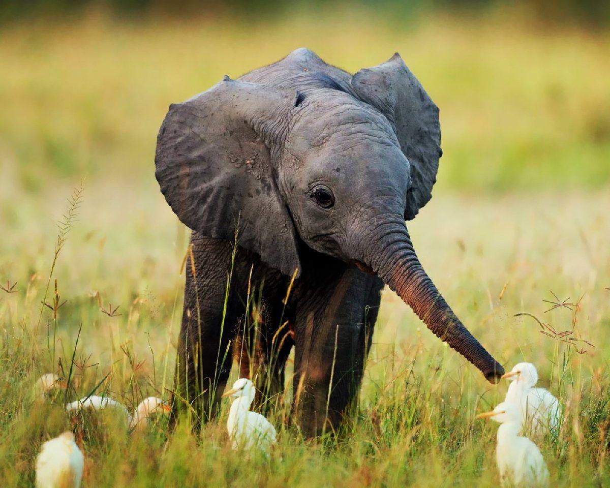 1200x960 Free download Cute Baby Elephant HD Wallpaper Daily Background in HD [1200x960] for your Desktop, Mobile & Tablet. Explore Free Baby Elephant Wallpaper. African Elephant Wallpaper, Baby Elephant Desktop