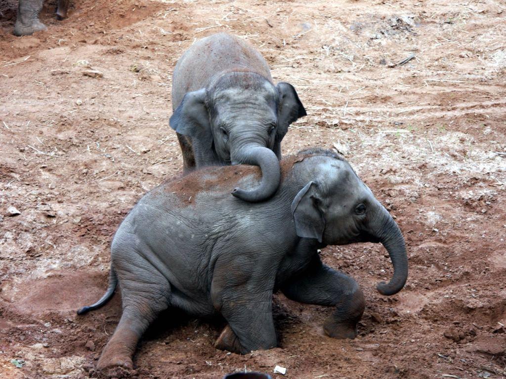 1024x768 Baby Asian Elephants Wallpaper & Background Download