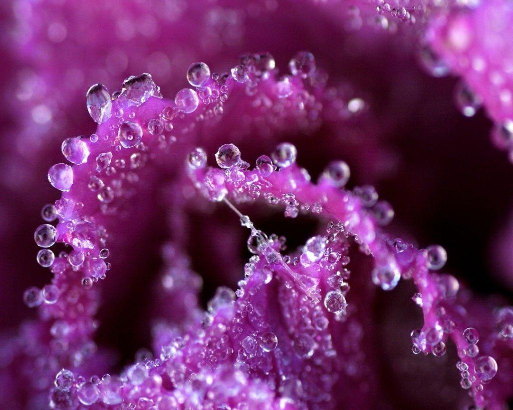 1024x819 Beautiful Violet Color Wallpaper. Rosas, 1280x Wallpaper