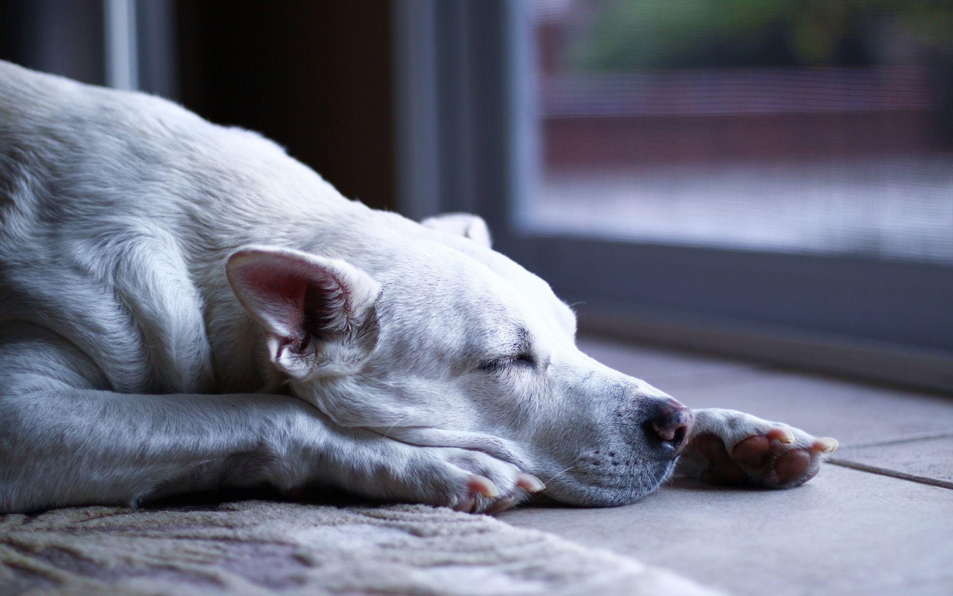 1920x1200 Dogo Argentino Fell Asleep Wallpaper And Image Argentino