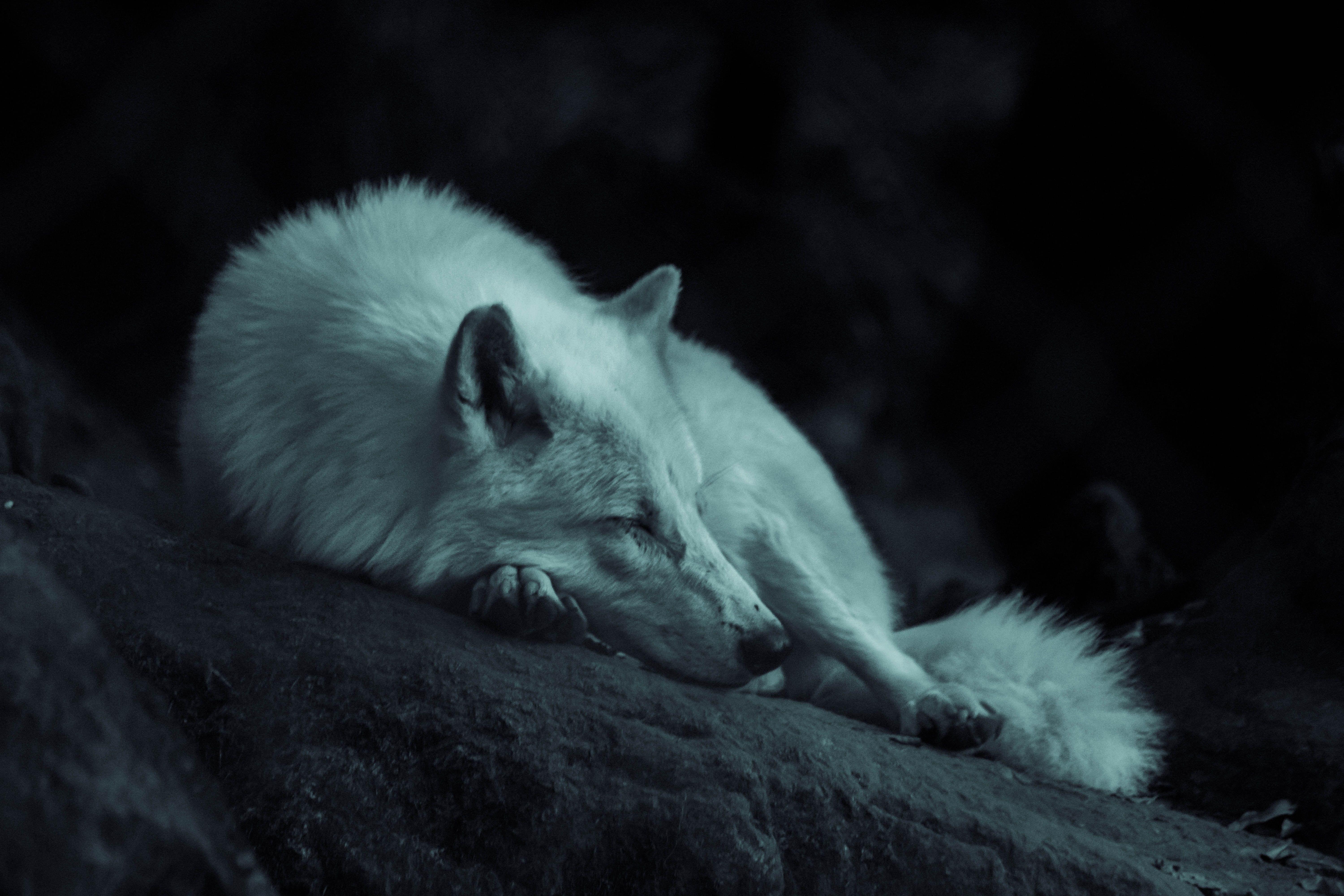 6000x4000 6000x4000 #wolf, #sleep, #Creative Commons image, #fur