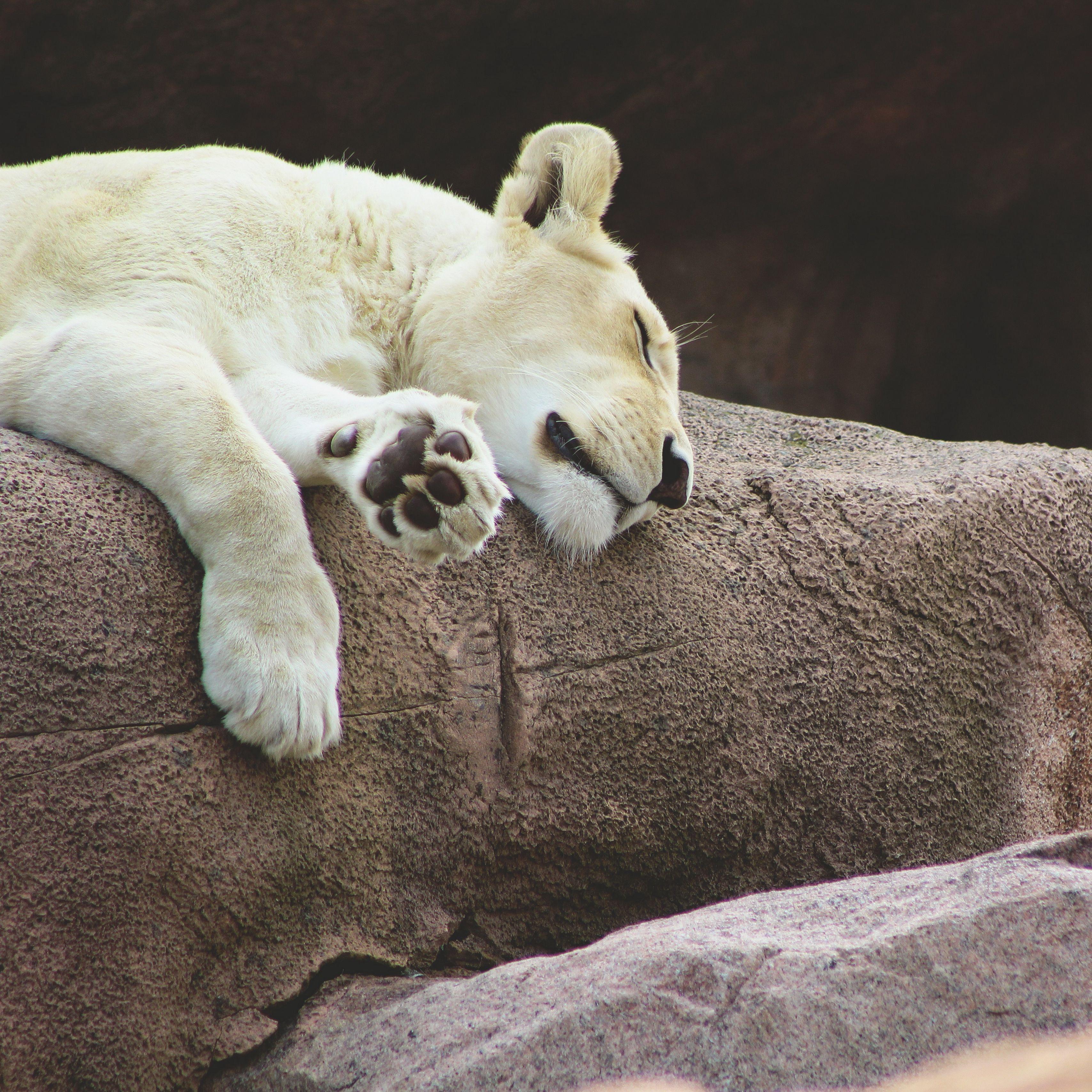 3415x3415 Download wallpaper 3415x3415 lioness, predator, asleep ipad pro