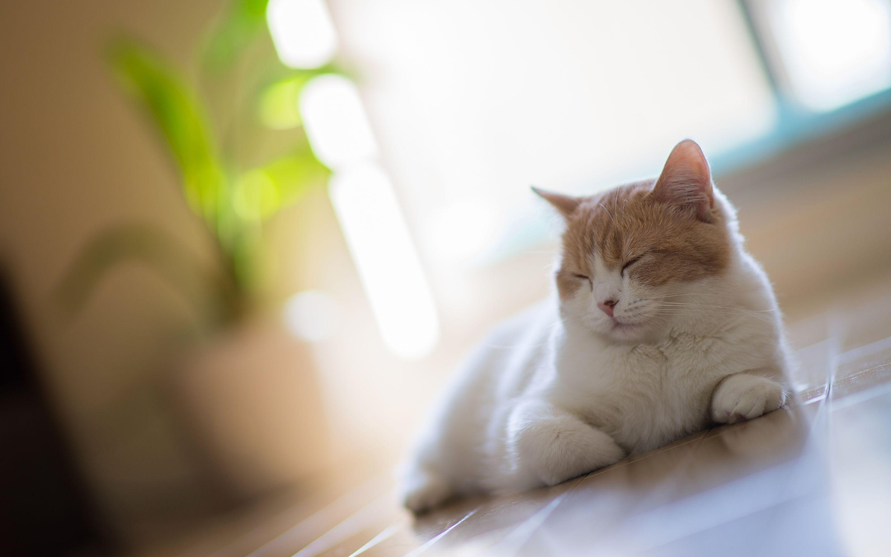 2880x1800 Cat Sleep On The Floor Wallpaper & Background