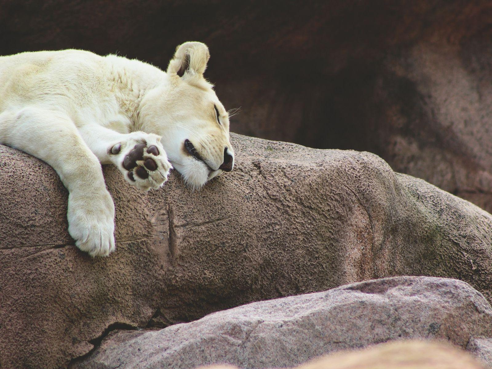 1600x1200 Download wallpaper 1600x1200 lioness, predator, asleep standard 4