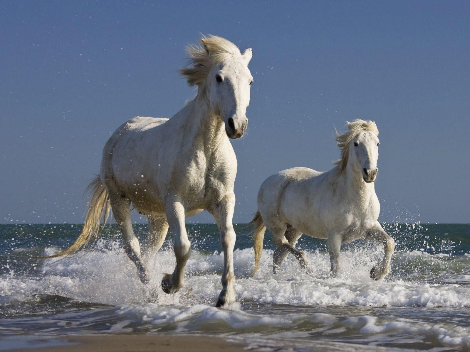 1600x1200 Wild beach, 1920x1200 / pixels