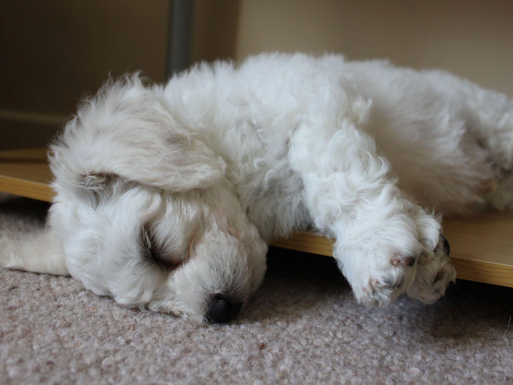 2048x1536 Puppy Bichon Frise Fell Asleep Wallpaper And Image