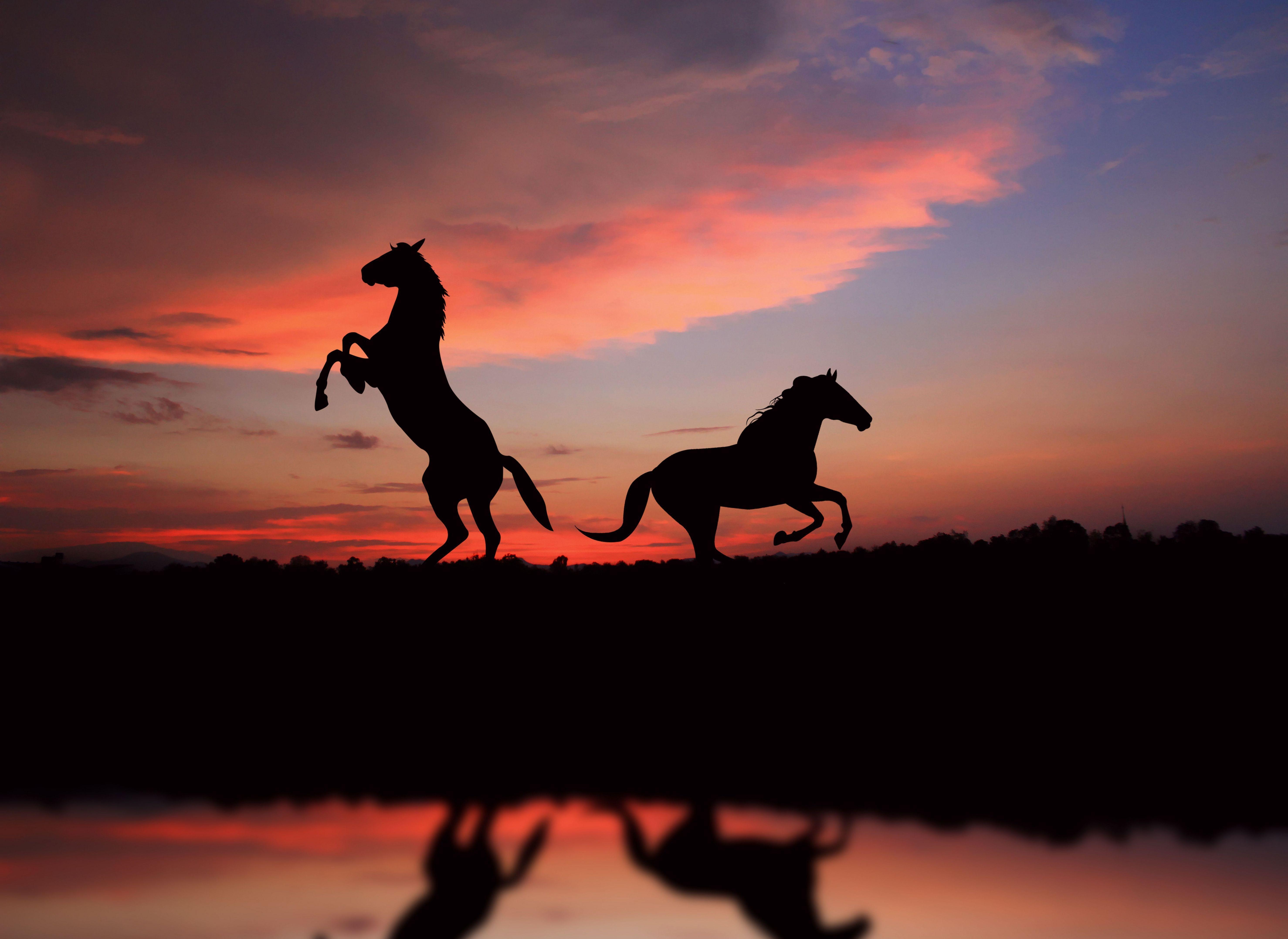 5912x4311 Horses with sunset. Horse wallpaper, Horses, Horse silhouette