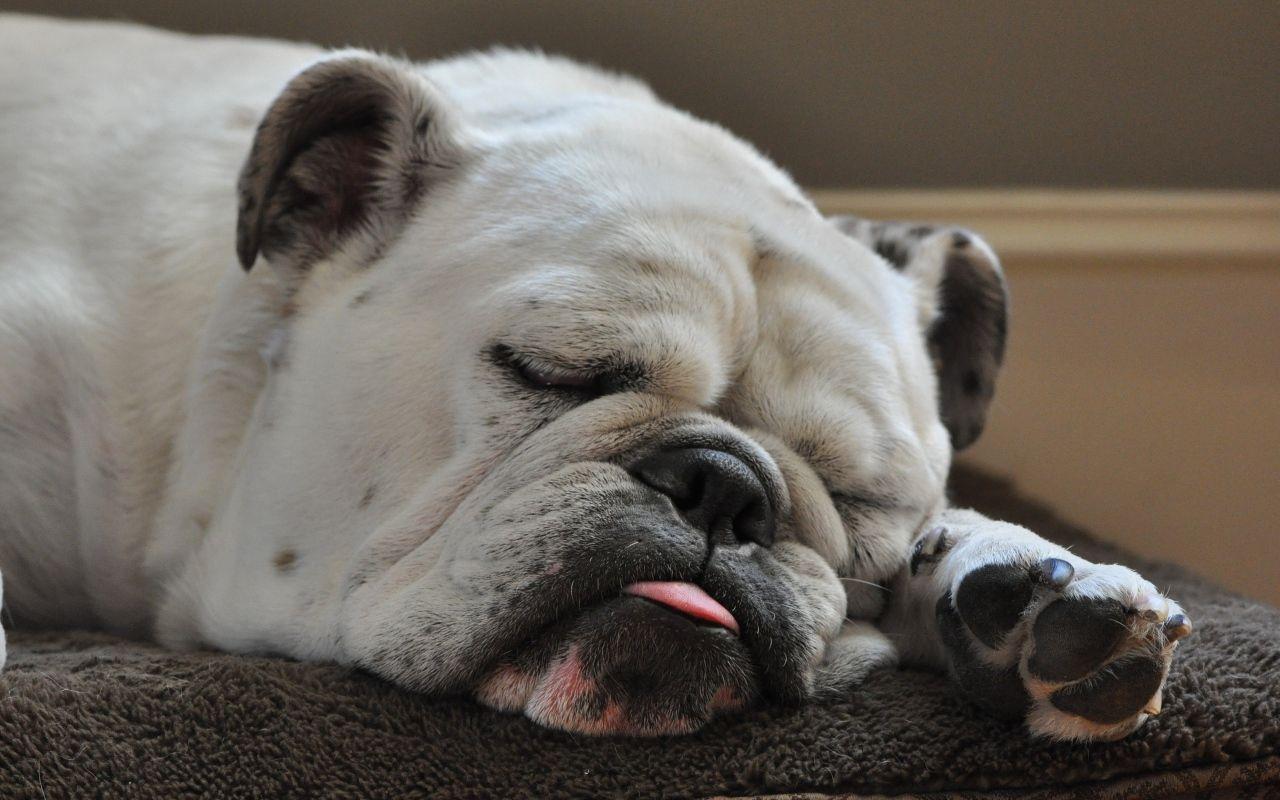 1280x800 American Bulldog fell asleep Desktop wallpaper 1280x800