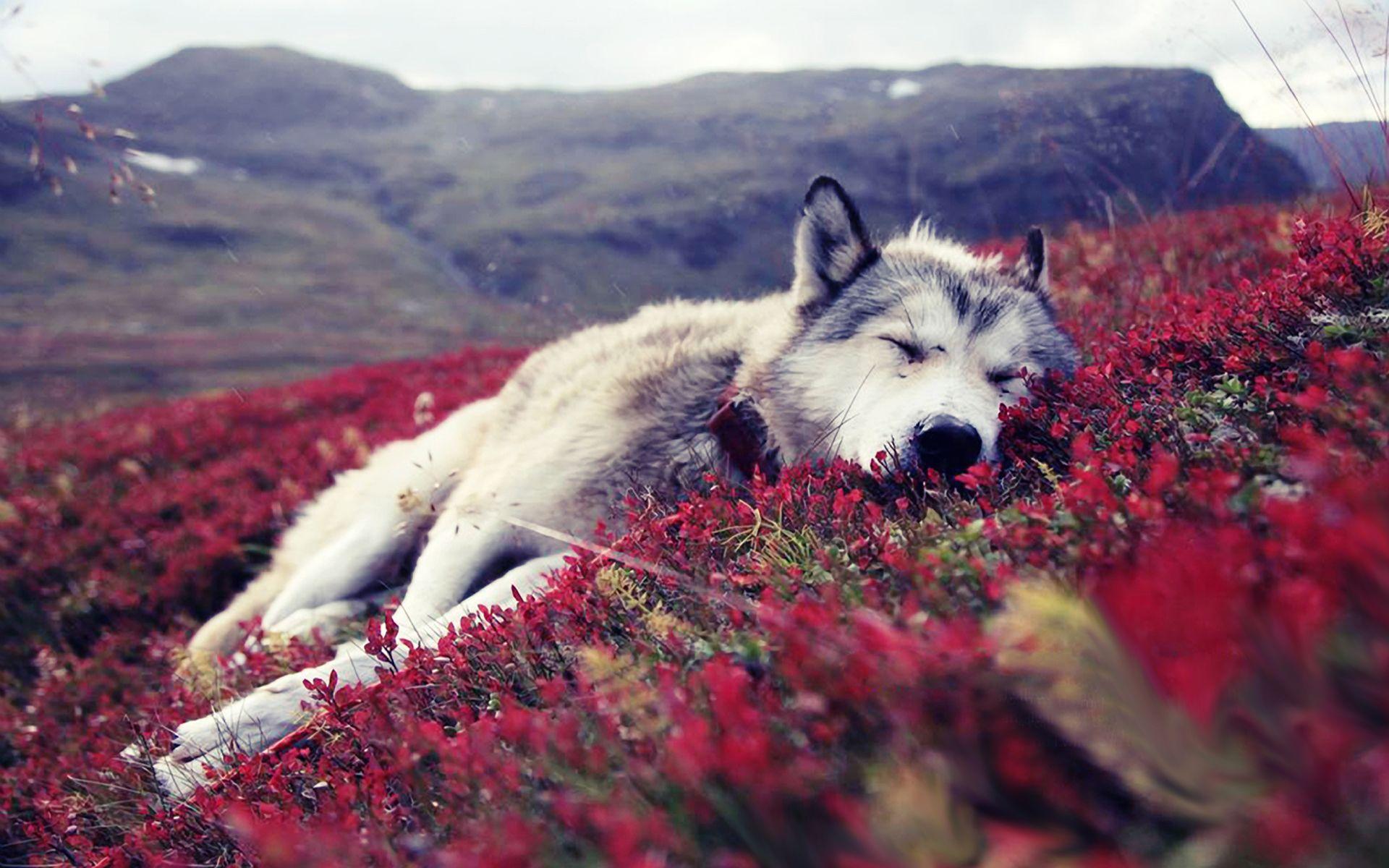 1920x1200 Field flower sleeping Wolf wallpaper. Material do cão