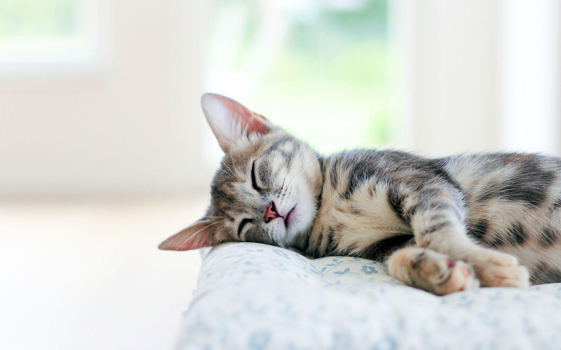 1920x1200 Asleep Wallpaper