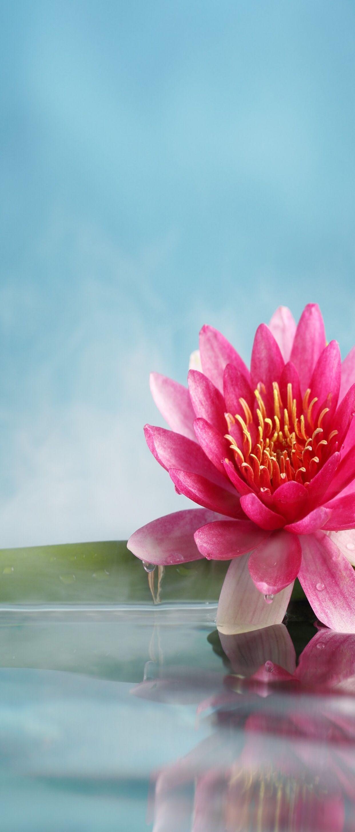 1242x2908 Floral, pink, aqua, nature, wallpaper, pattern, galaxy, colour