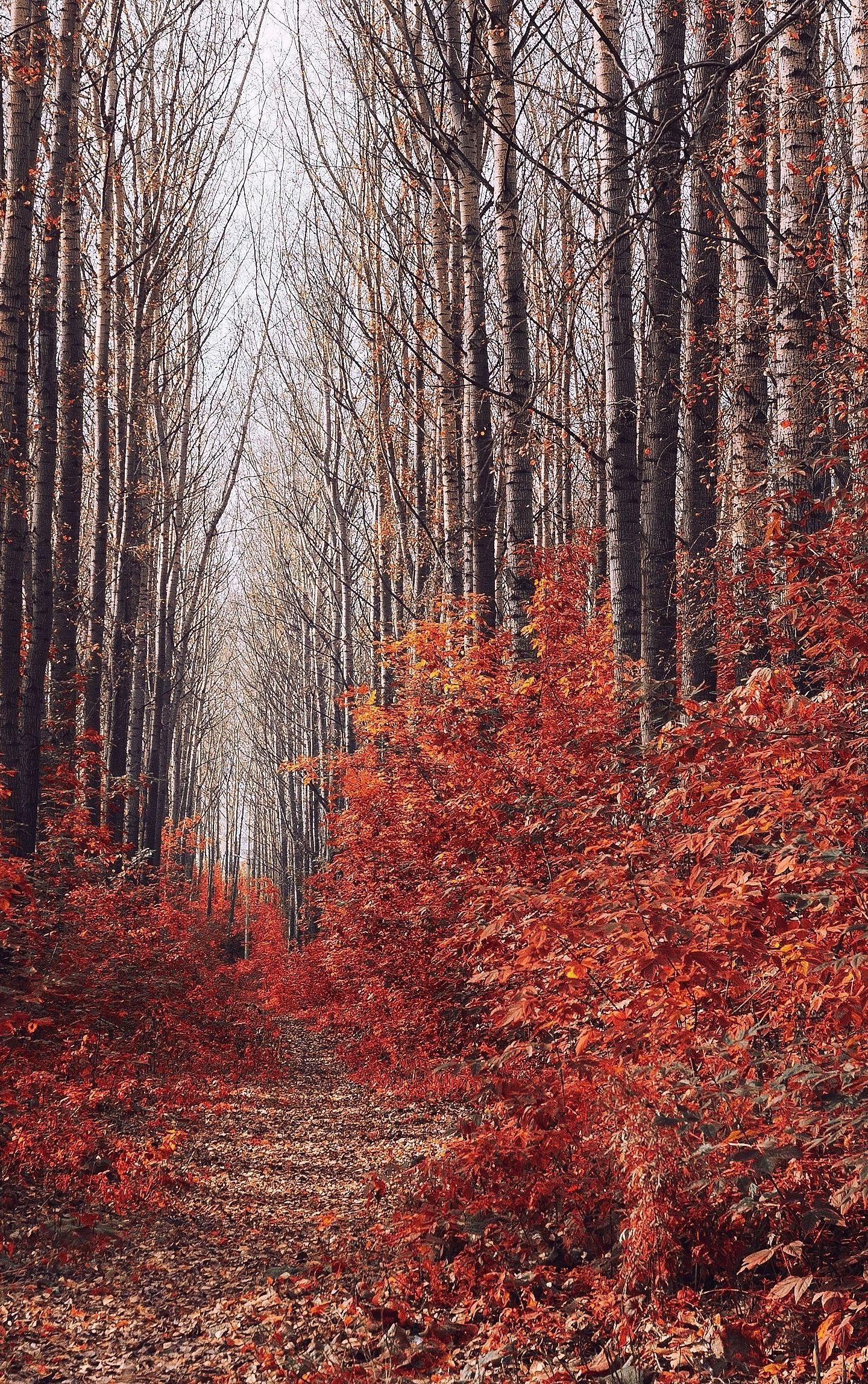 1440x2295 Download 1440x2960 wallpaper wood, trees, forest, autumn, nature