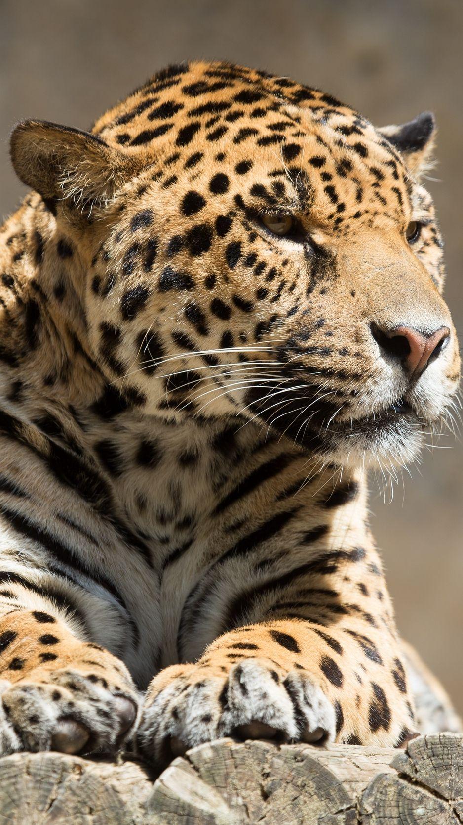 938x1668 Download wallpaper 938x1668 jaguar, animal, predator, lying, big