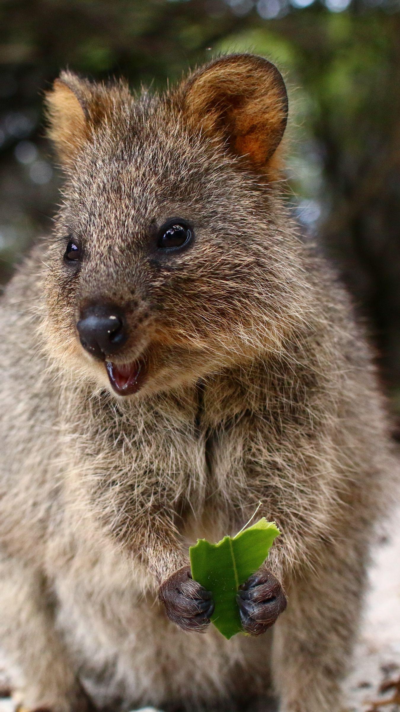 Quokka Wallpapers - Top Free Quokka Backgrounds - WallpaperAccess